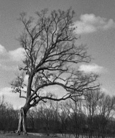 1475660373-8850-nk-tree-Lucas-Ohio---cropped
