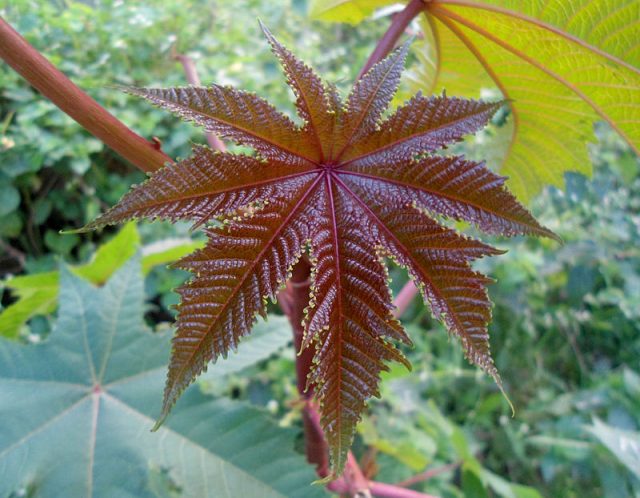 The seeds of the castor oil plant contain ricin, one of the world's most lethal toxins; it was famously used to assassinate Bulgarian dissident Georgi Markov in 1978.