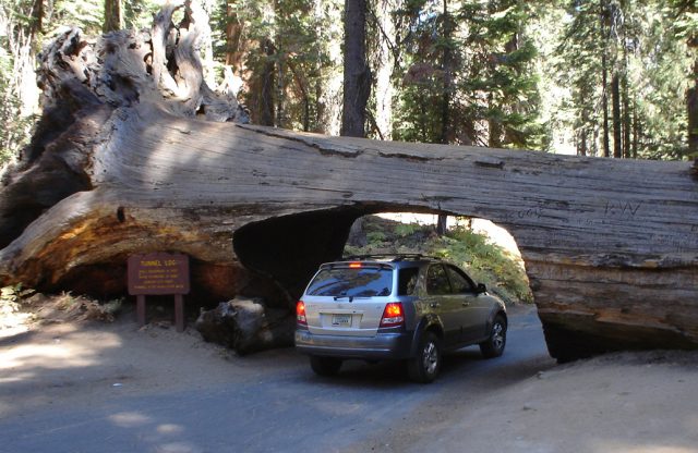 driving-underneath-a-sequoia-1361142