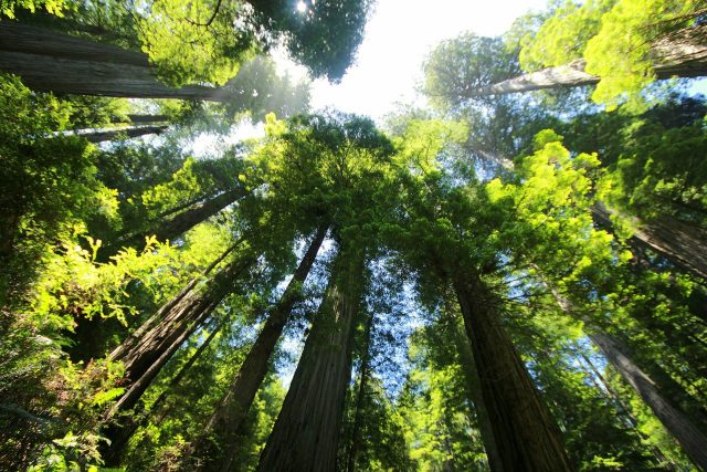 sequoia-274158_1280