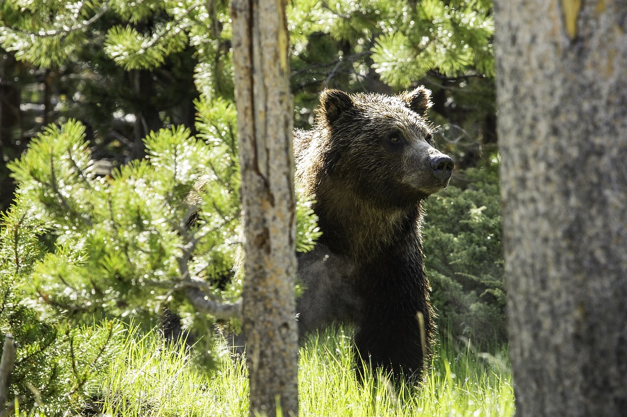 grizzly-bear-1058750_1280