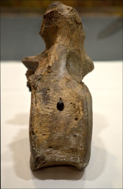 The damage caused to the bone by the spear tip. Photo credit