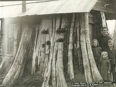 Stump residence. People would hollow out the stump of a cedar tree and make it their home until they could build a proper house. This stump was 22 feet in diameter.