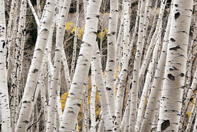 The bark of the birch tree is actually highly flammable.