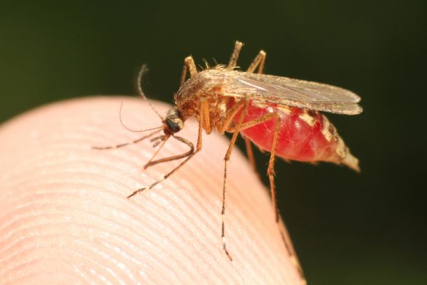 Mosquitoes are the common culprit for the spreading of malaria, so be careful