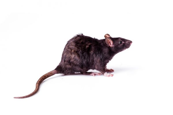 Rats rarely if ever sound appetizing, but you can eat them to survive if you have to