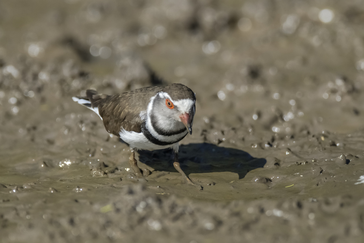 Mud shores also attract various forms of bird life that come to feed when the tide is low.