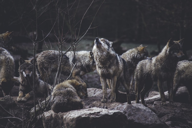 Wolves at one point could be seen ranging from the Arctic north all the way south into Mexico and from the Pacific to the Atlantic