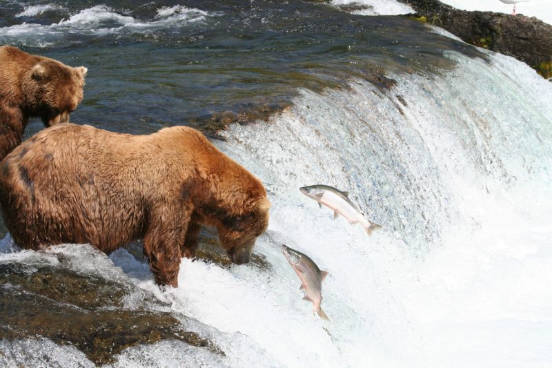 Brown bears snatching salmon from a stream in Alaska