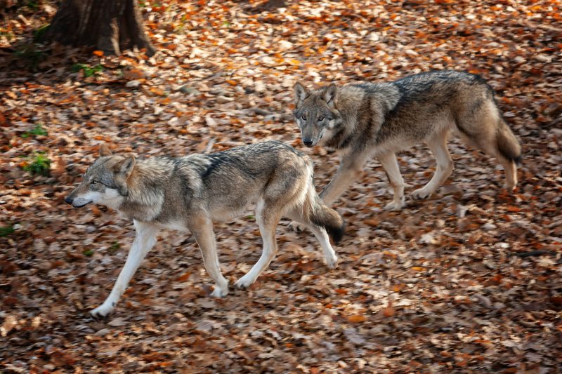 The many sanctuaries in the US will help increase public awareness and education about wolves to ensure that they continue to spread and flourish in the US and Canada