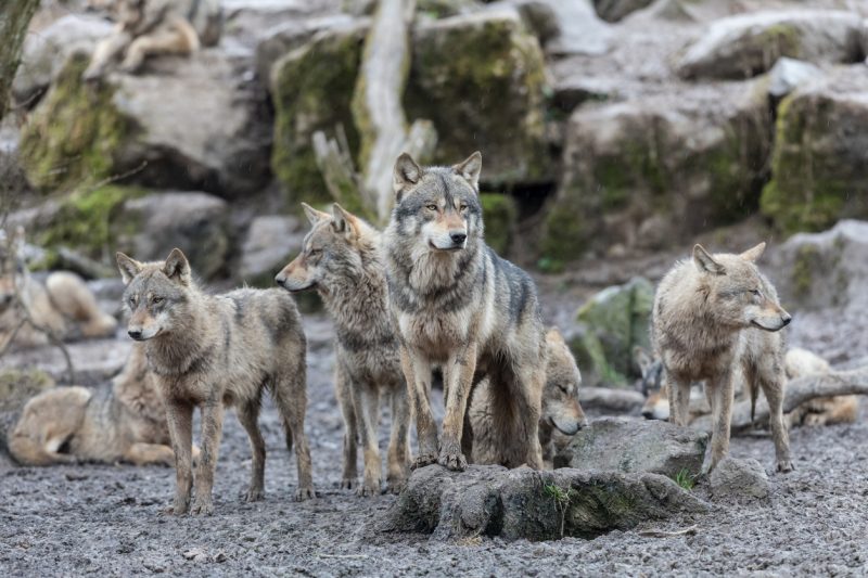 Wolves are a pack animal – typically together in groups of eight to twelve wolves, with pack size varying based on food availability.
