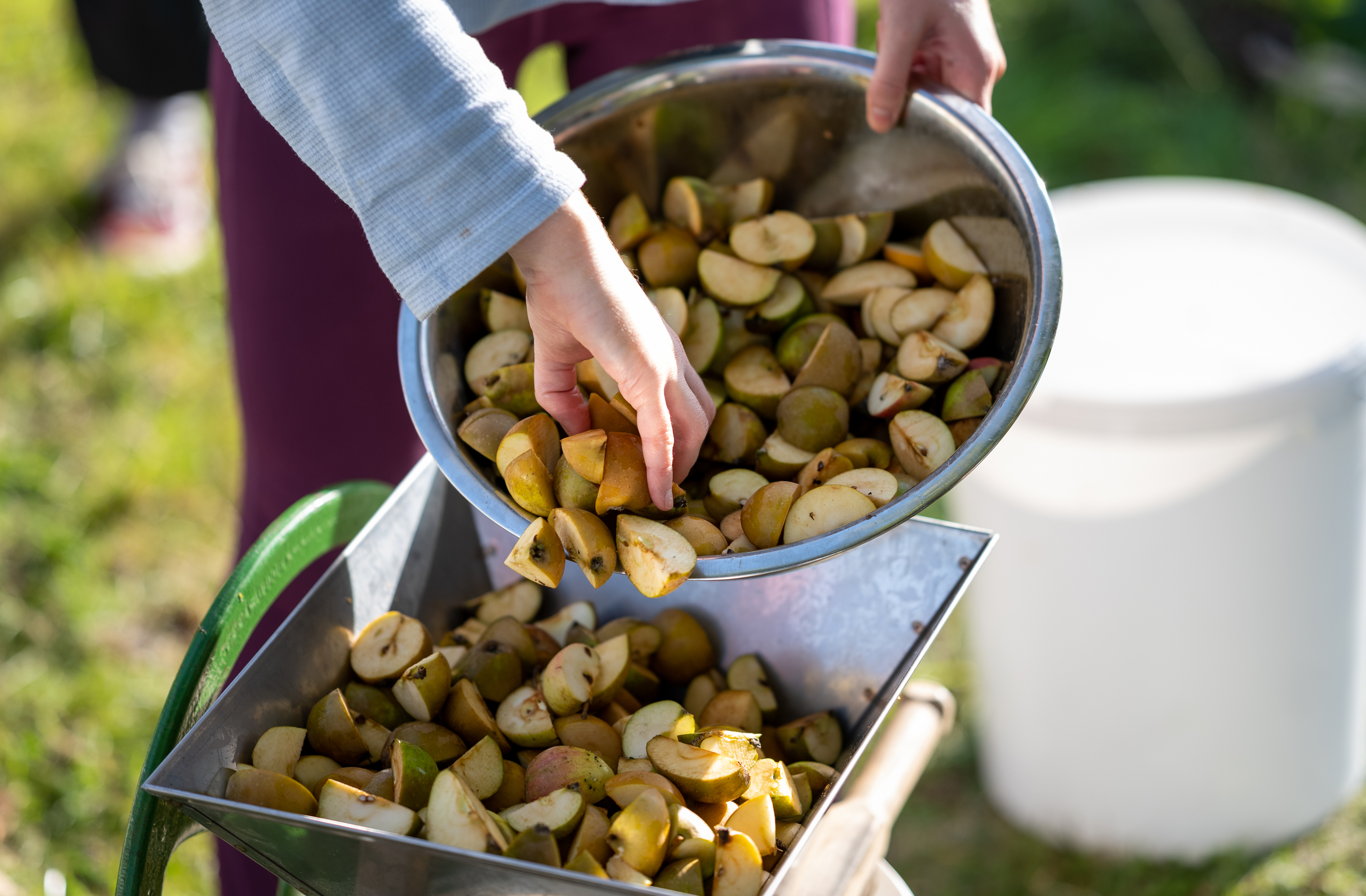 CARDIFF, WALES - OCTOBER 16: Chopped apples are poured into a shredder to make apple juice on October 16, 2021 in Cardiff, Wales. (Photo by Matthew Horwood/Getty Images)