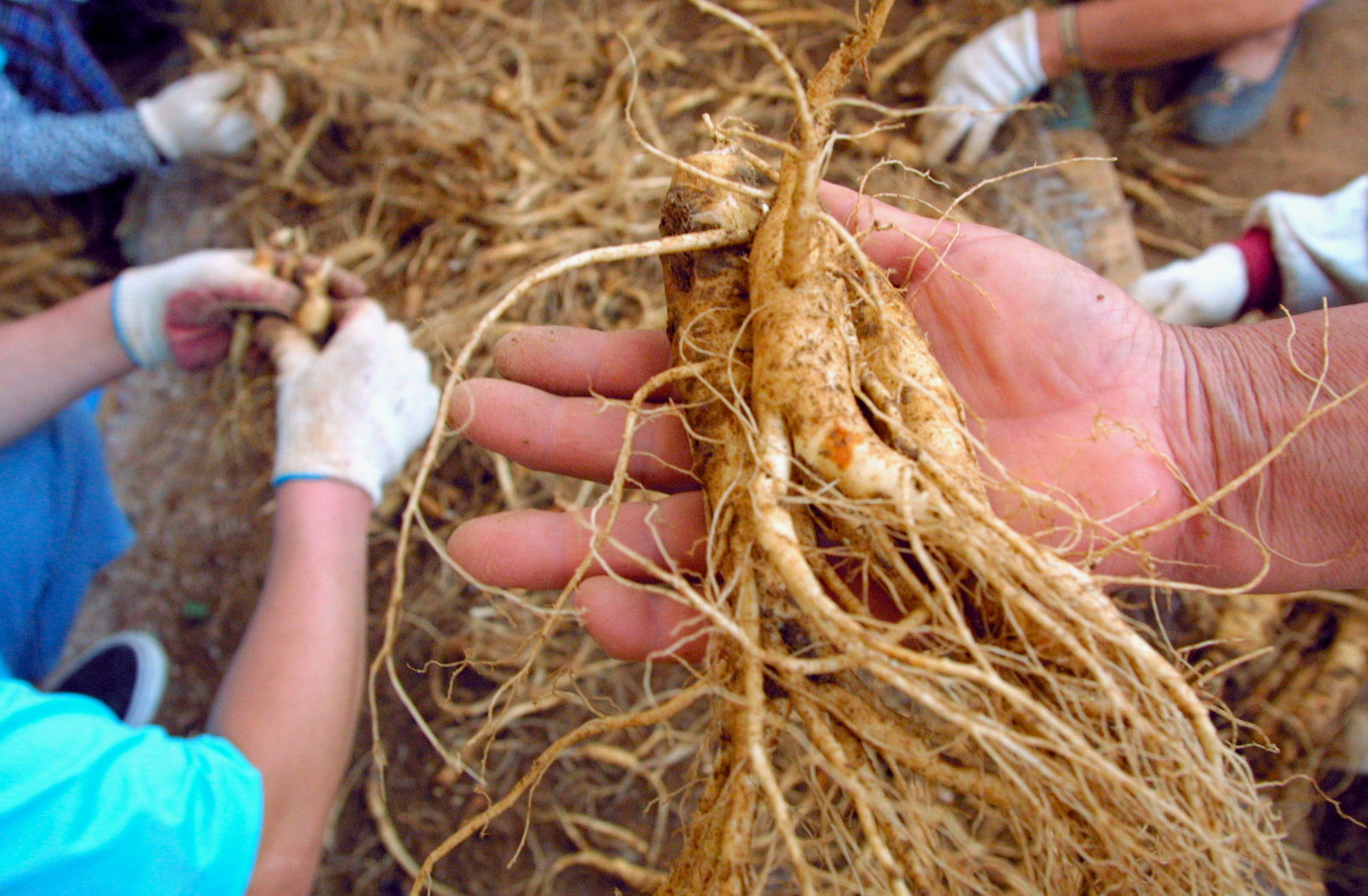 GEUMSAN, SOUTH KOREA - SEPTEMBER 9:  South Korean women dig up ginseng from the field  September 9, 2002 in Geumsan, south of Seoul, South Korea. The reported curative properties of ginseng make it among the most popular of herbs.  (Photo by Chung Sung-Jun/Getty Images)