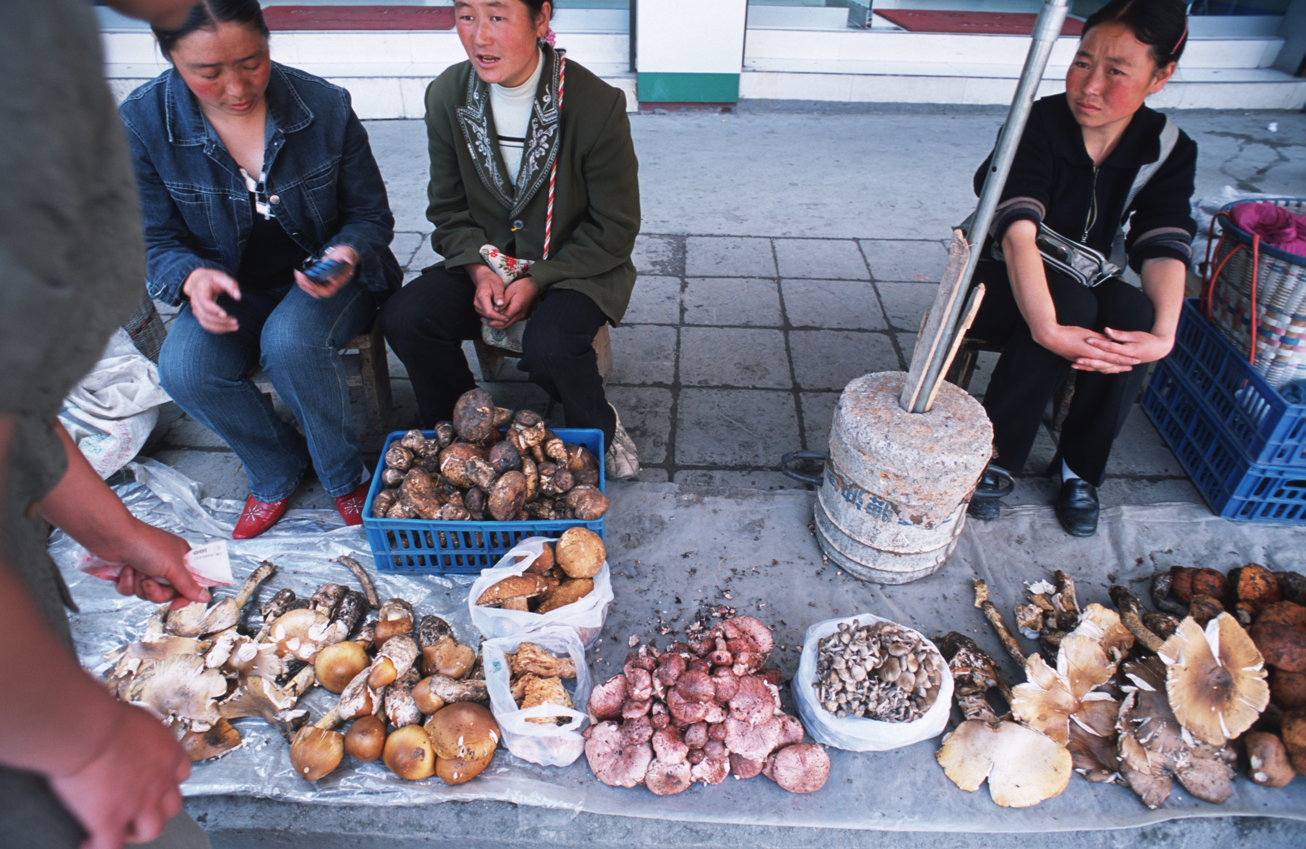 KANGDING, SICHUAN, CHINA - 2003/09/01: Selling mushrooms at a makeshift street market in Kangding, a small border town between Tibet and China. 

Fungi fertile, the land creeping onto the Tibetan Plateau hosts some of the most exotic mushrooms in the world, like Matsutake and caterpillar fungus, both sold for top prices in the markets of Beijing, Tokyo and Hong Kong. For many Tibetans, collecting the different mushrooms now provides up to 80% of their once subsistence incomes. (Photo by Leisa Tyler/LightRocket via Getty Images)