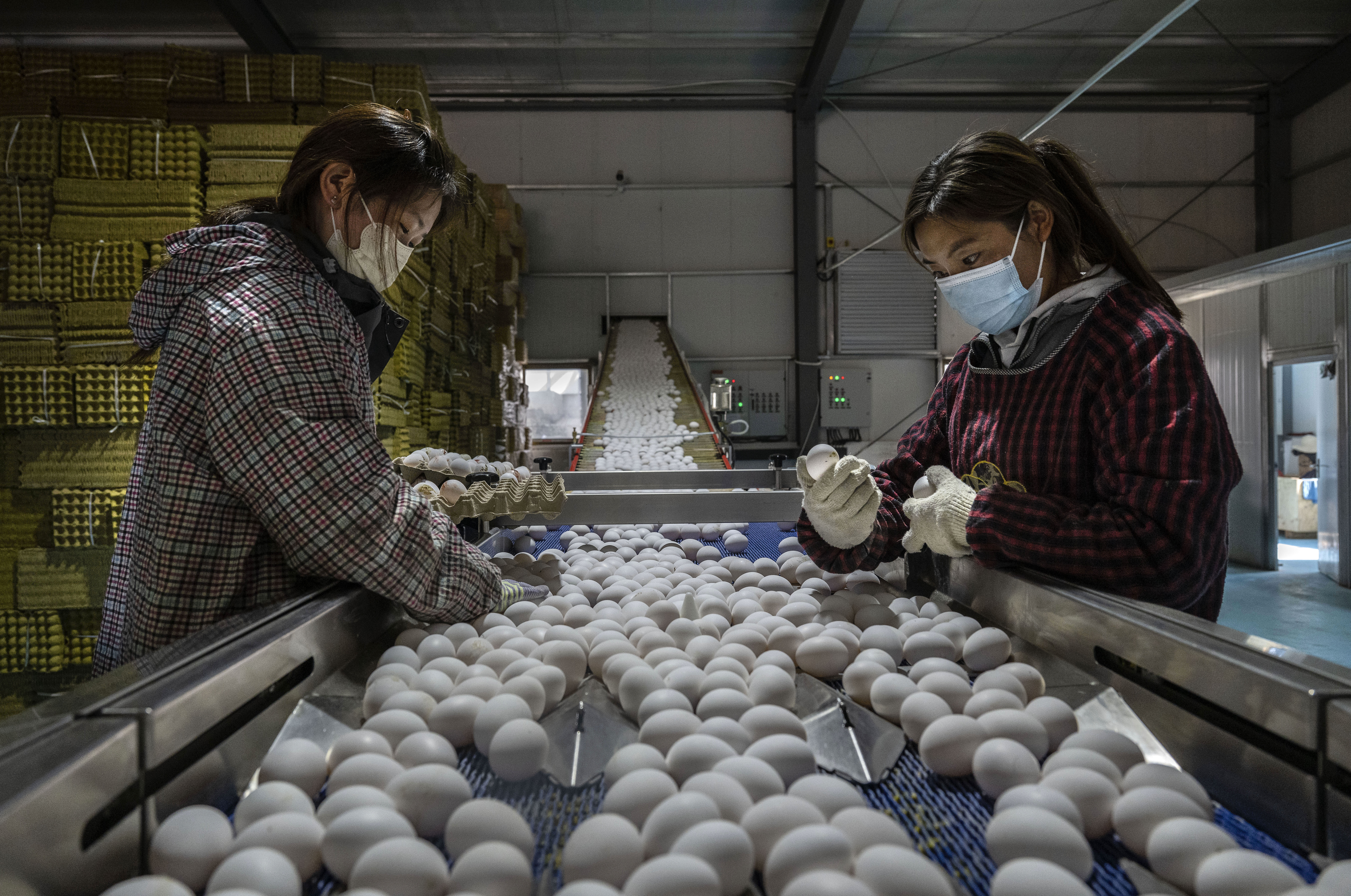SHANNAN, CHINA - JUNE 19: Workers check and sort fresh eggs in a packaging area at the Xizang Hongnong Agricultural Development Company on June 19, 2023, during a government organized visit in Shannan, Tibet Autonomous Region, China. The facility, which opened in May 2021, has an annual output of 300 million fresh eggs and produces 35,000 tons of organic fertilizer.  (Photo by Kevin Frayer/Getty Images)