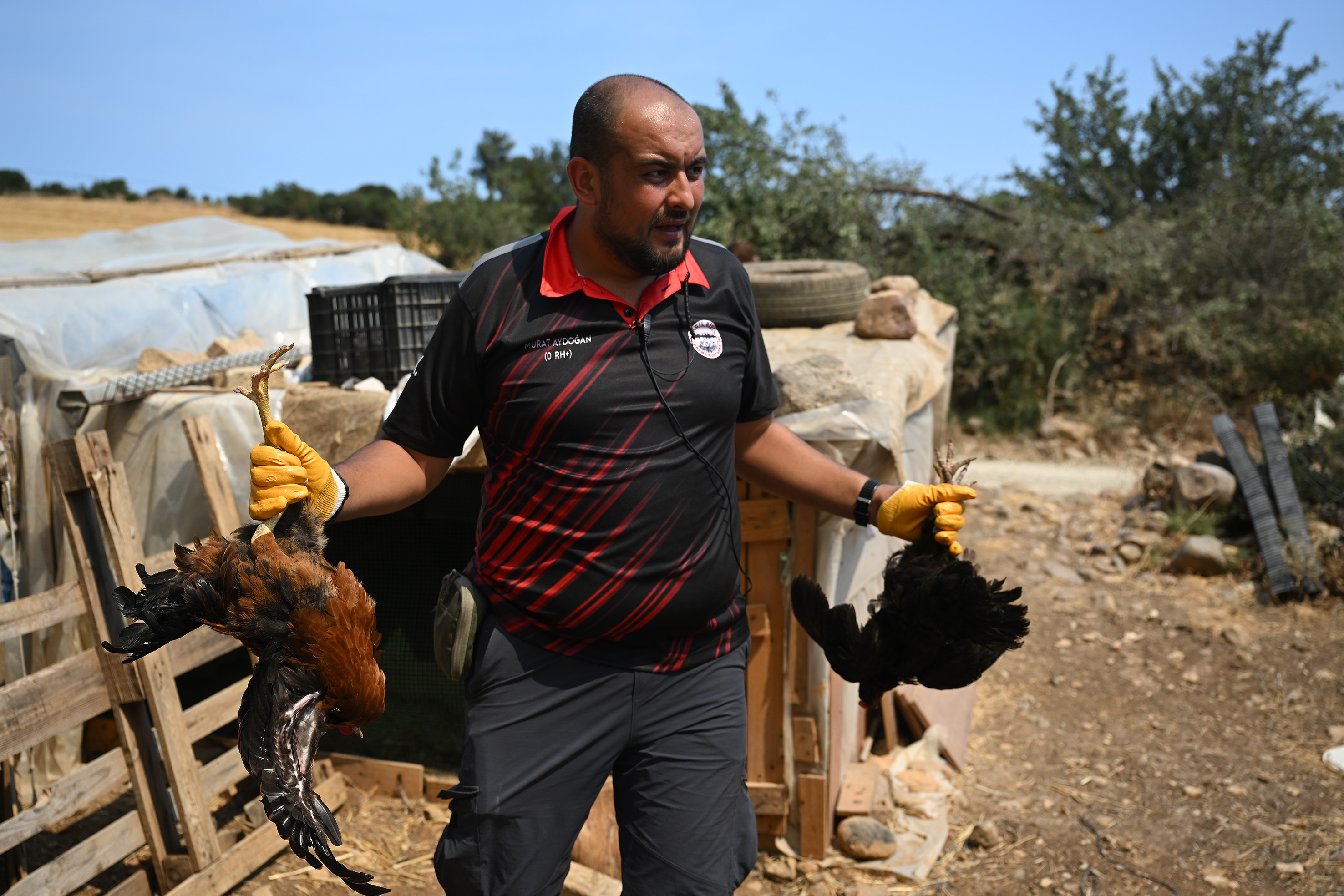 CANAKKALE, TURKIYE - AUGUST 23: A family moves their chickens to a safer place with the help of volunteers who rescued the chickens after wildfires reach their coop, in Asagiokcular Village of Canakkale, Turkiye on August 23, 2023. (Photo by Gokhan Balci/Anadolu Agency via Getty Images)