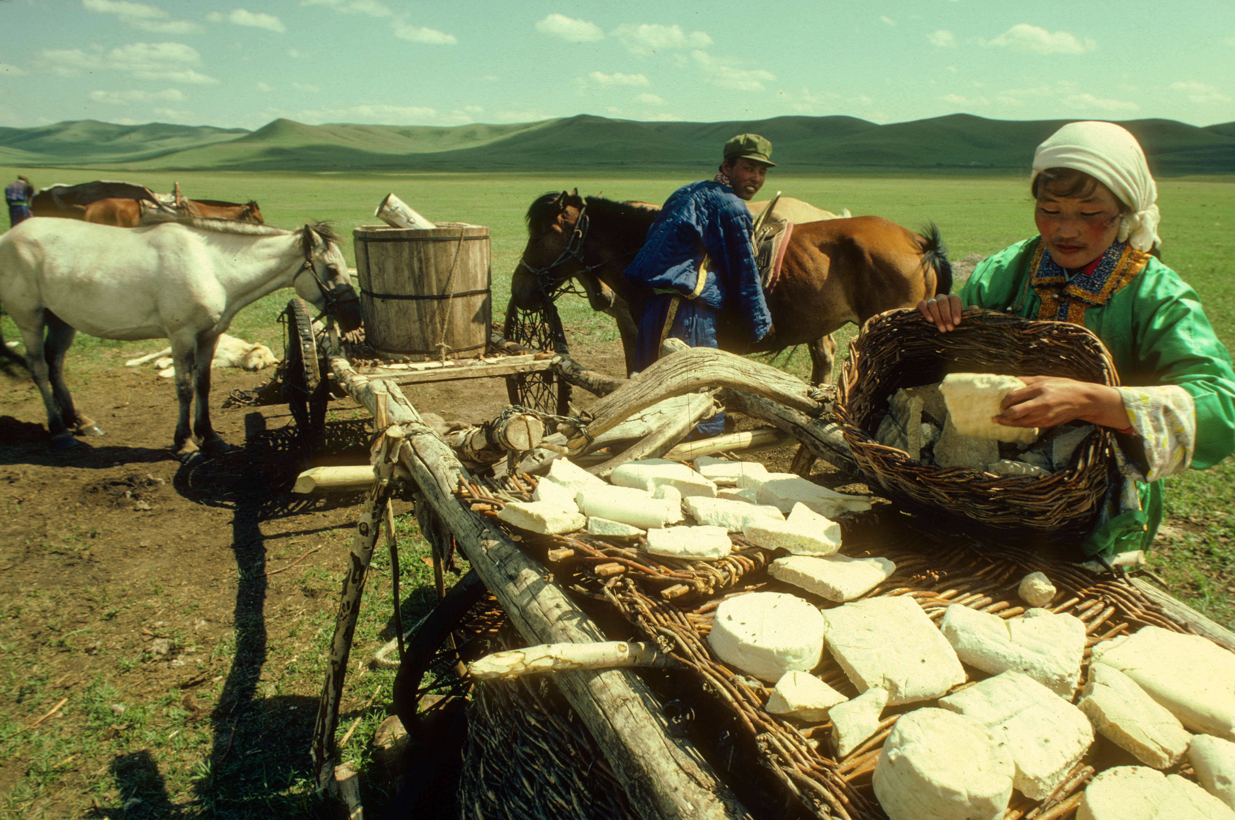 GRASSLAND, STEPPE, SAVANNA, INNER MONGOLIA, CHINA - 1981/06/01: Mongolian nomad woman lying out Aaruul, cheese balls to dry in the sun.Yaks and cows bring meat, leather and milk, which is used for making a variety of diary products such as yoghurt, cheese and aaruul (or dried cheese) that constitute the main diet of nomads during the summer months. Aaruul, which represents dried cheese balls of different shapes and sizes is especially popular and is consumed all year round. (Photo by Fred Ihrt/LightRocket via Getty Images)