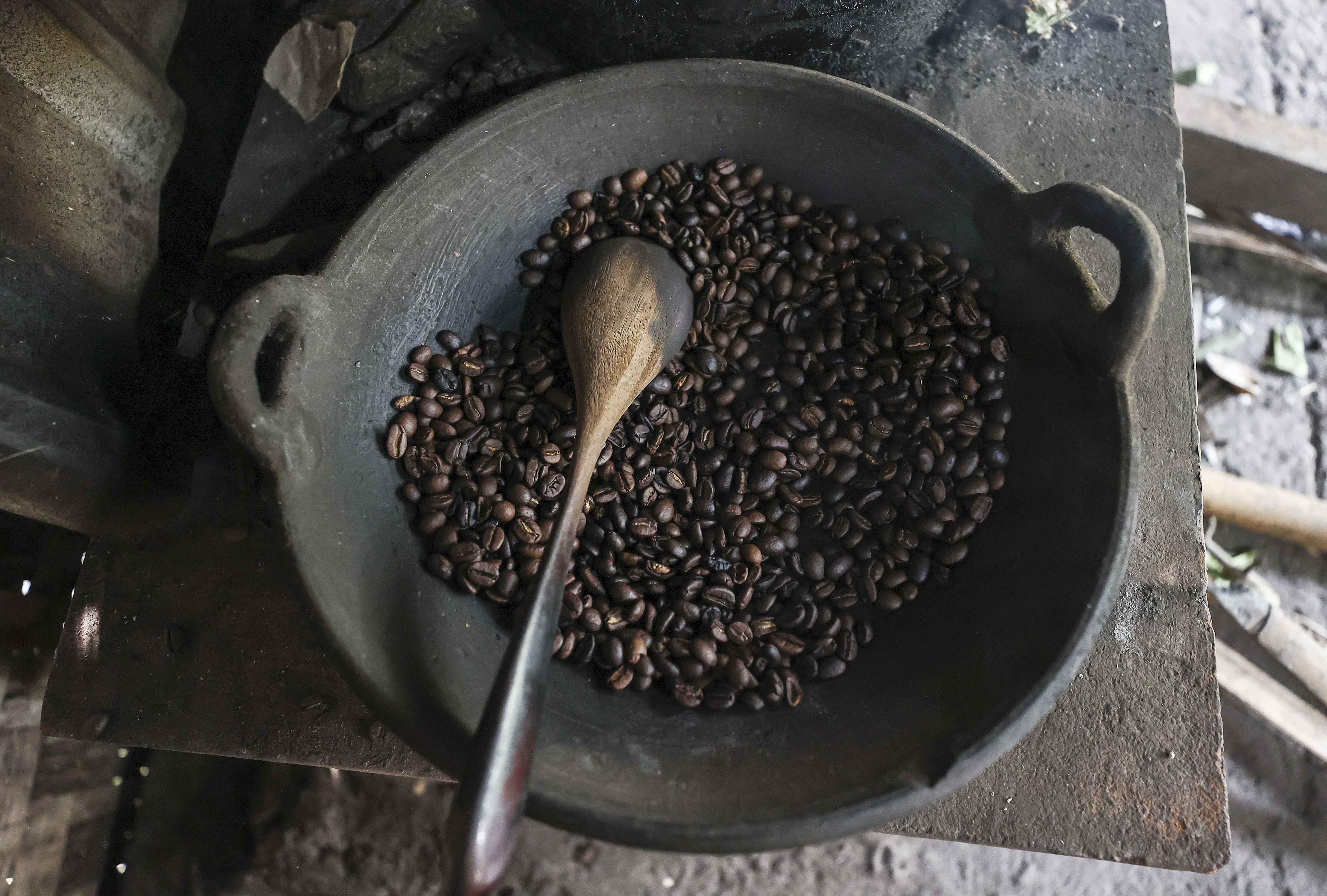 BALI, INDONESIA - NOVEMBER 12: Processing of civet coffee beans is seen in Bali, Indonesia on November 12, 2022. Kopi luwak, also called civet coffee, is a type of coffee sourced from the excrement of the Asian palm civet. Kopi luwak is a coffee that consists of partially digested coffee cherries, which have been eaten and defecated by the Asian palm civet. (Photo by Emin Sansar/Anadolu Agency via Getty Images)