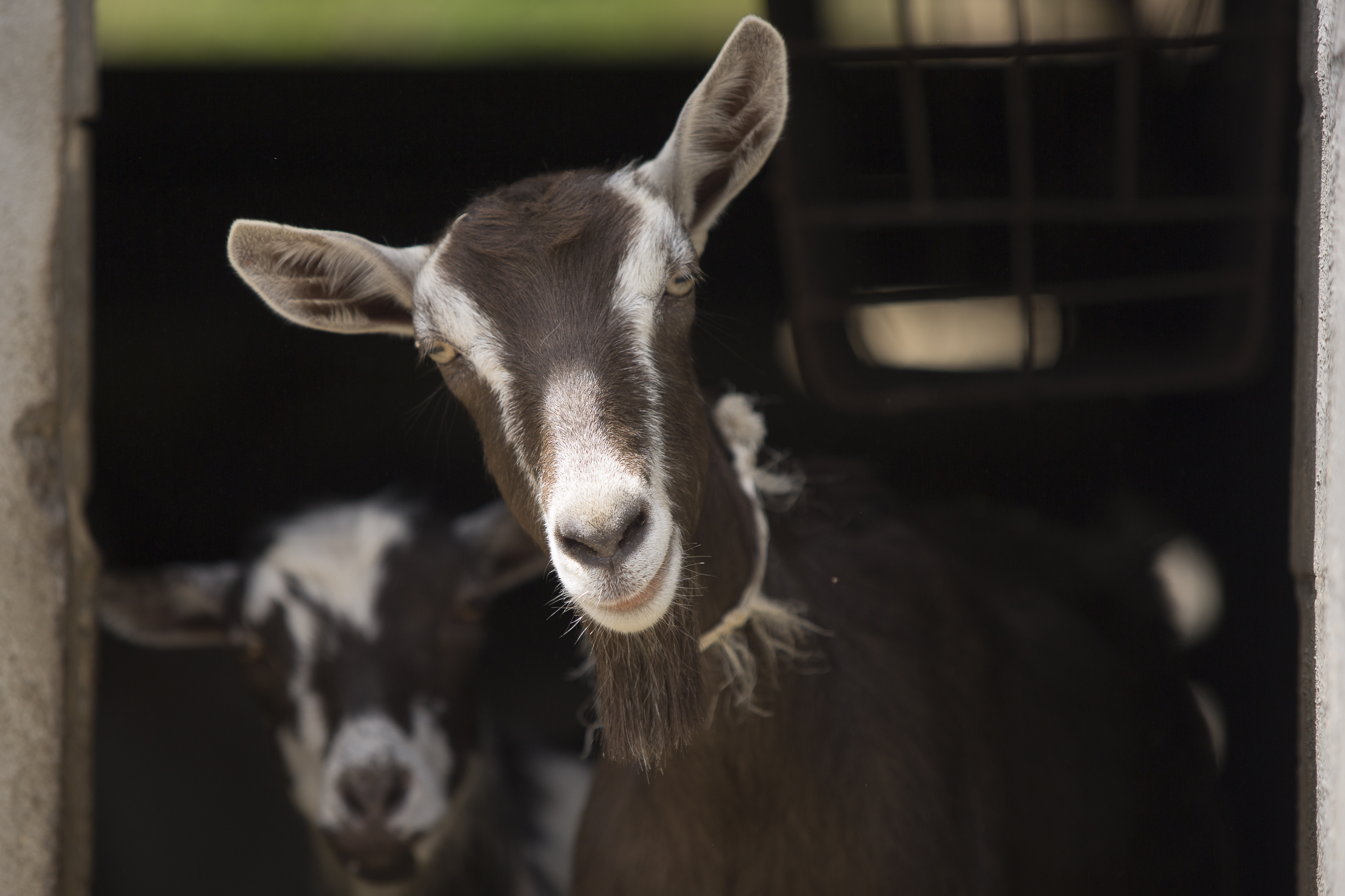 SAN ANTONIO, MIRANDA, VENEZUELA - JANUARY 30: A goat of the Nigerian Dwarf species, is seen in a dairy goat production farm, in San Antonio, Miranda, on January 30, 2022. Goat production represents an alternative in the Venezuelan economy, being meat and cheese the main commercial products. According to government figures, goat output increased by 25% in the last four years, while sheep production increased by 40%. Because of self-sustainability and genetic advancement, sheep and goat breeding is boosted. (Photo by Pedro Rances Mattey/Anadolu Agency via Getty Images)