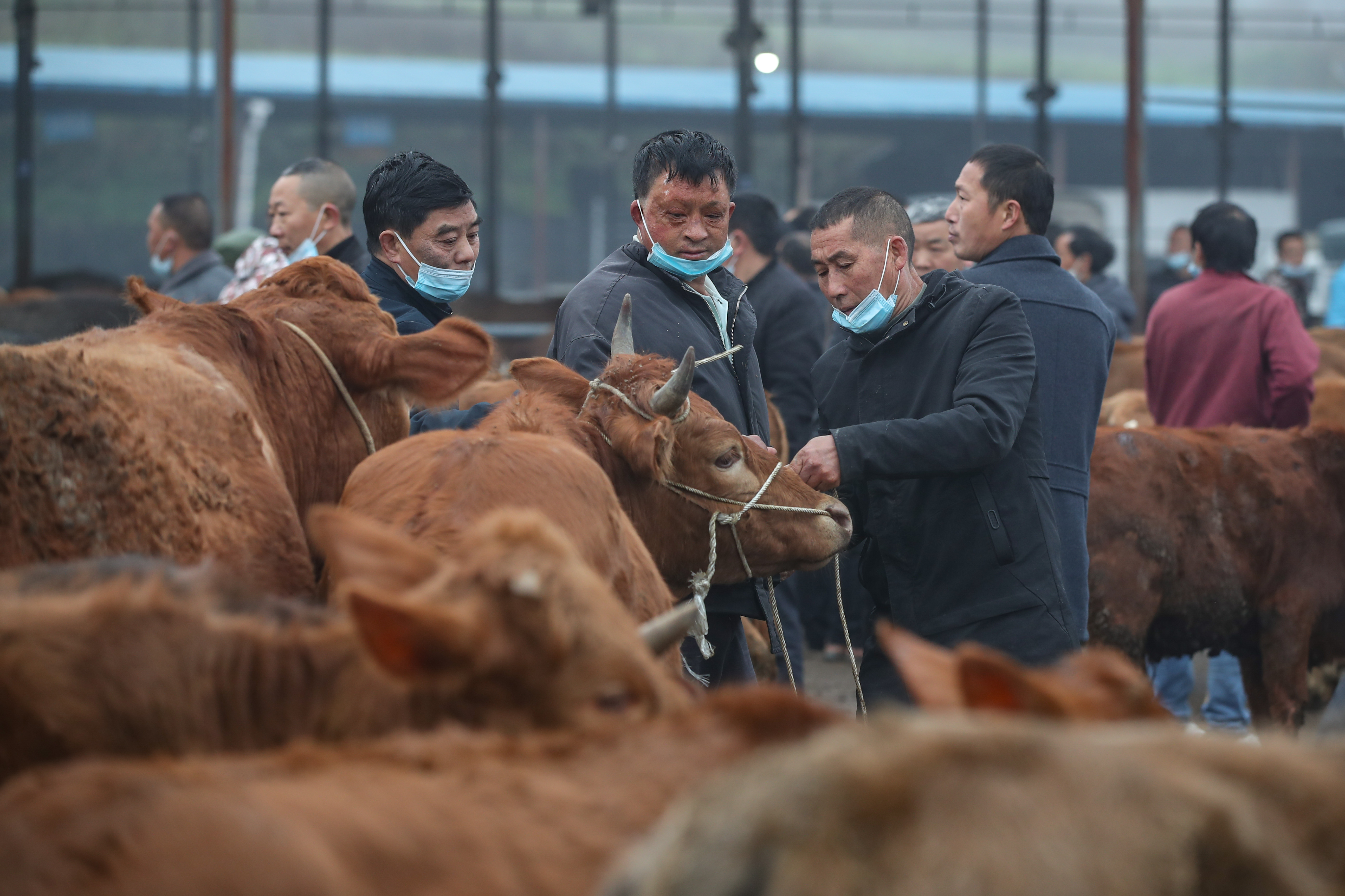 GUIZHOU, CHINA - MARCH 04: (CHINA MAINLAND OUT)Over 1200 beefs are sold in the livestock market on 04th March, 2021 in Fenggang,Guizhou,China(Photo by TPG/Getty Images)