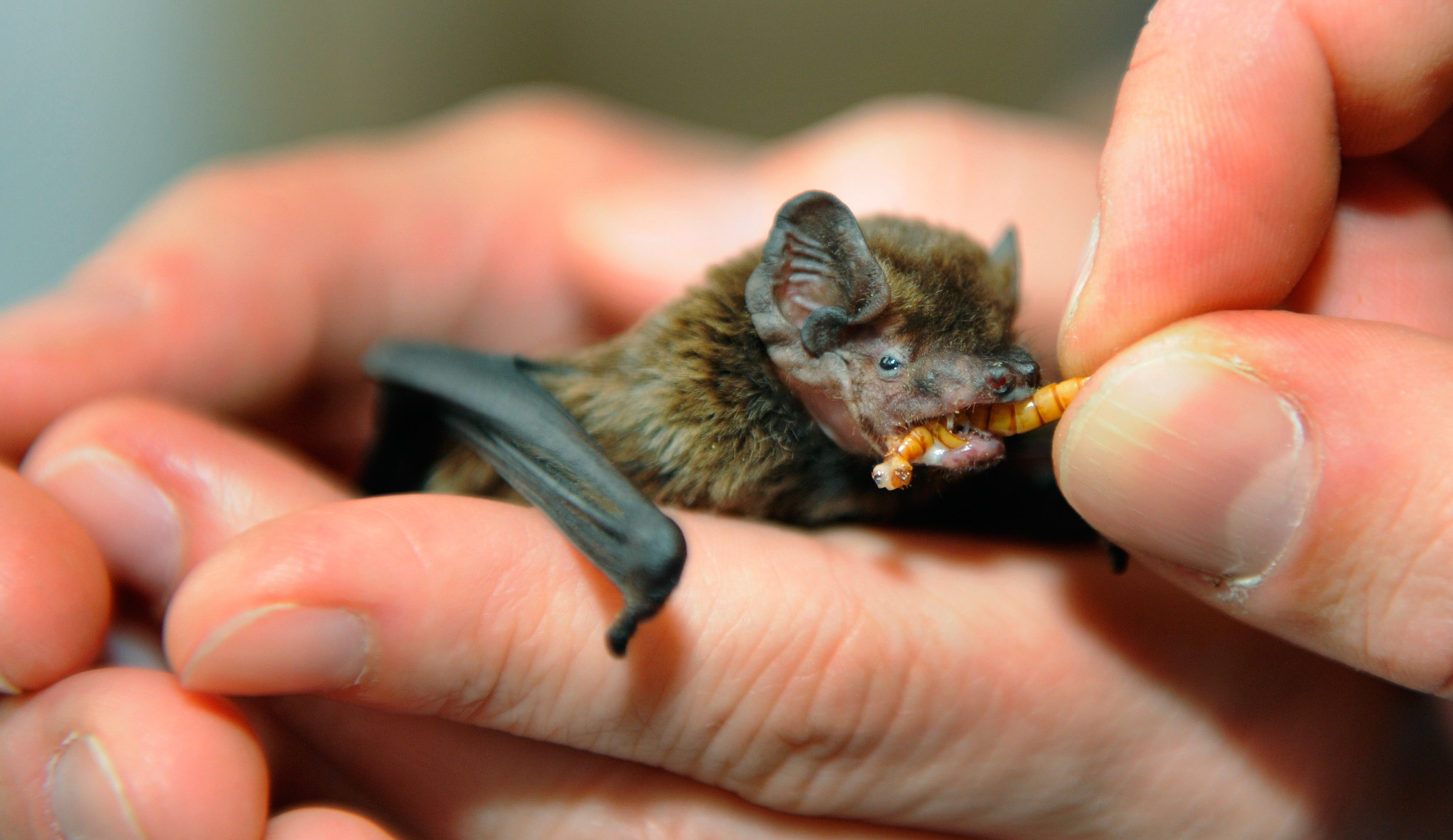 Biologist Guido Pfalzer feeds a Leisler