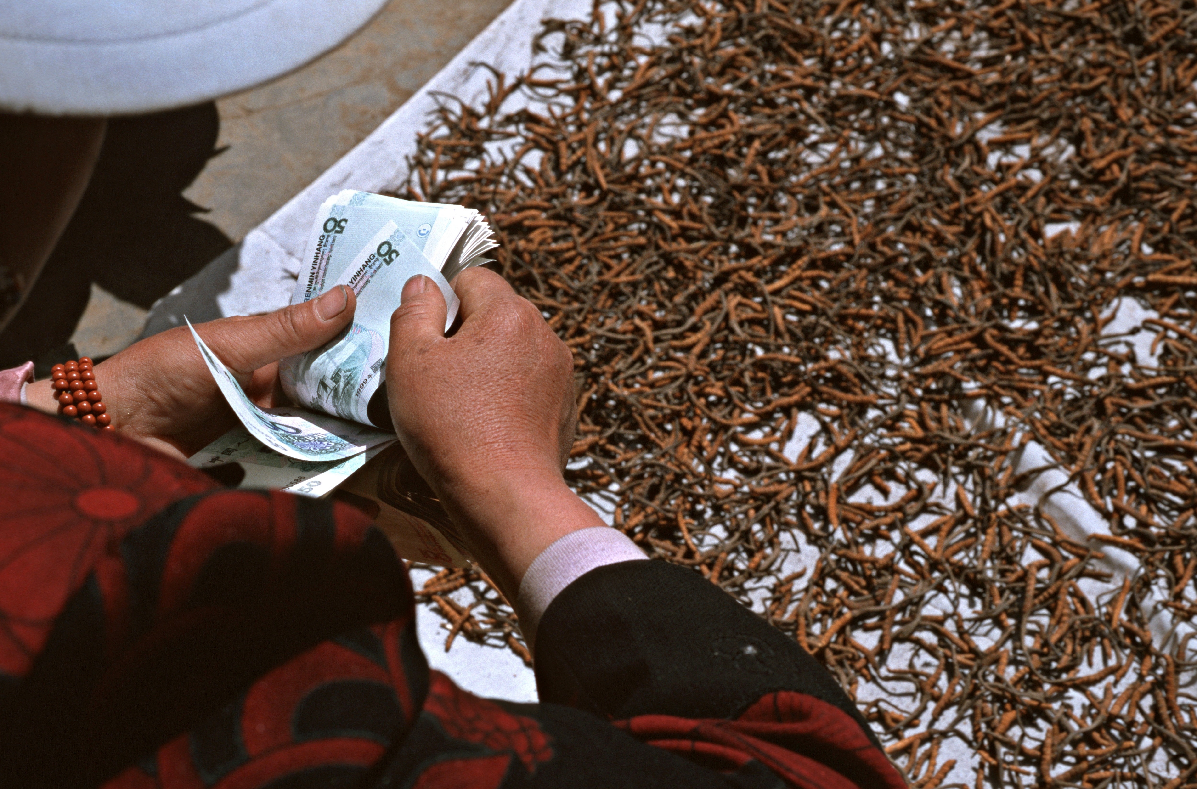 TANGKOR, SICHUAN, CHINA - 2004/05/01: A Tibetan caterpillar fungus picker counts her money on the main street of Litang, western Sichuan. Literally translated from Tibetan as 