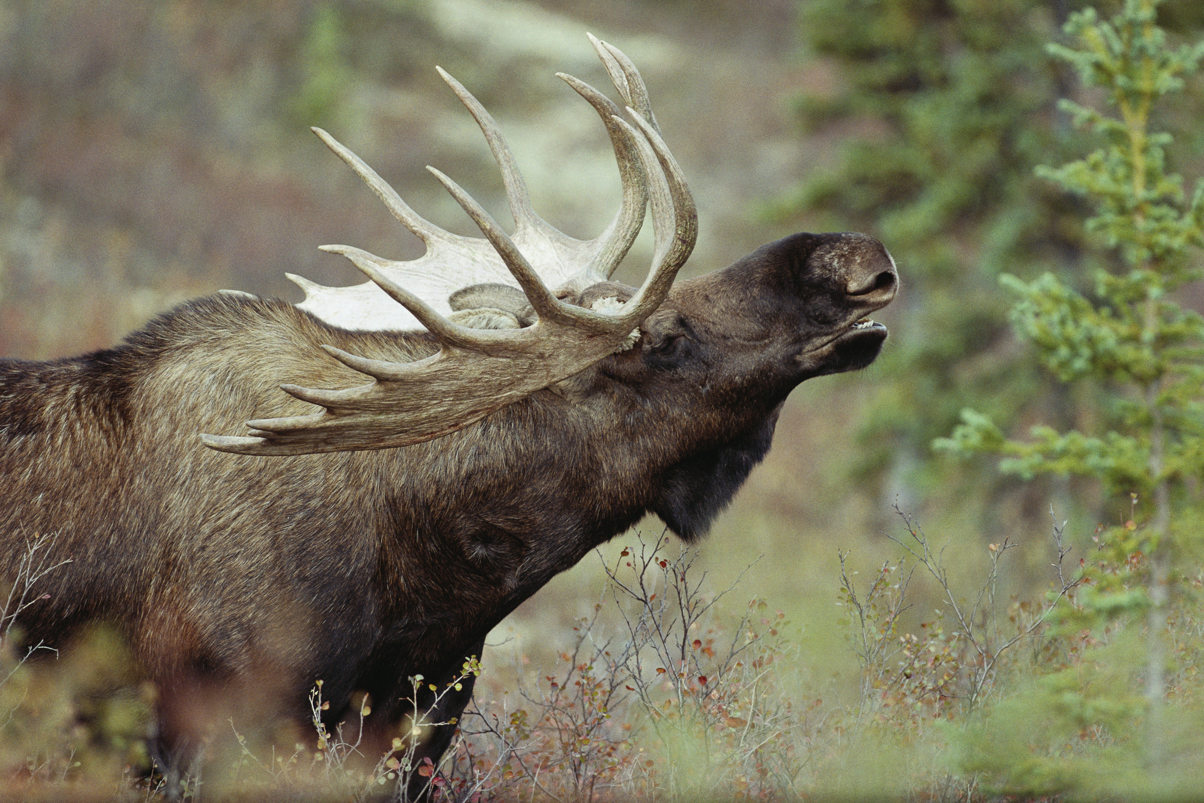 Moose Calling Out (Photo by �� Charles Krebs/CORBIS/Corbis via Getty Images)