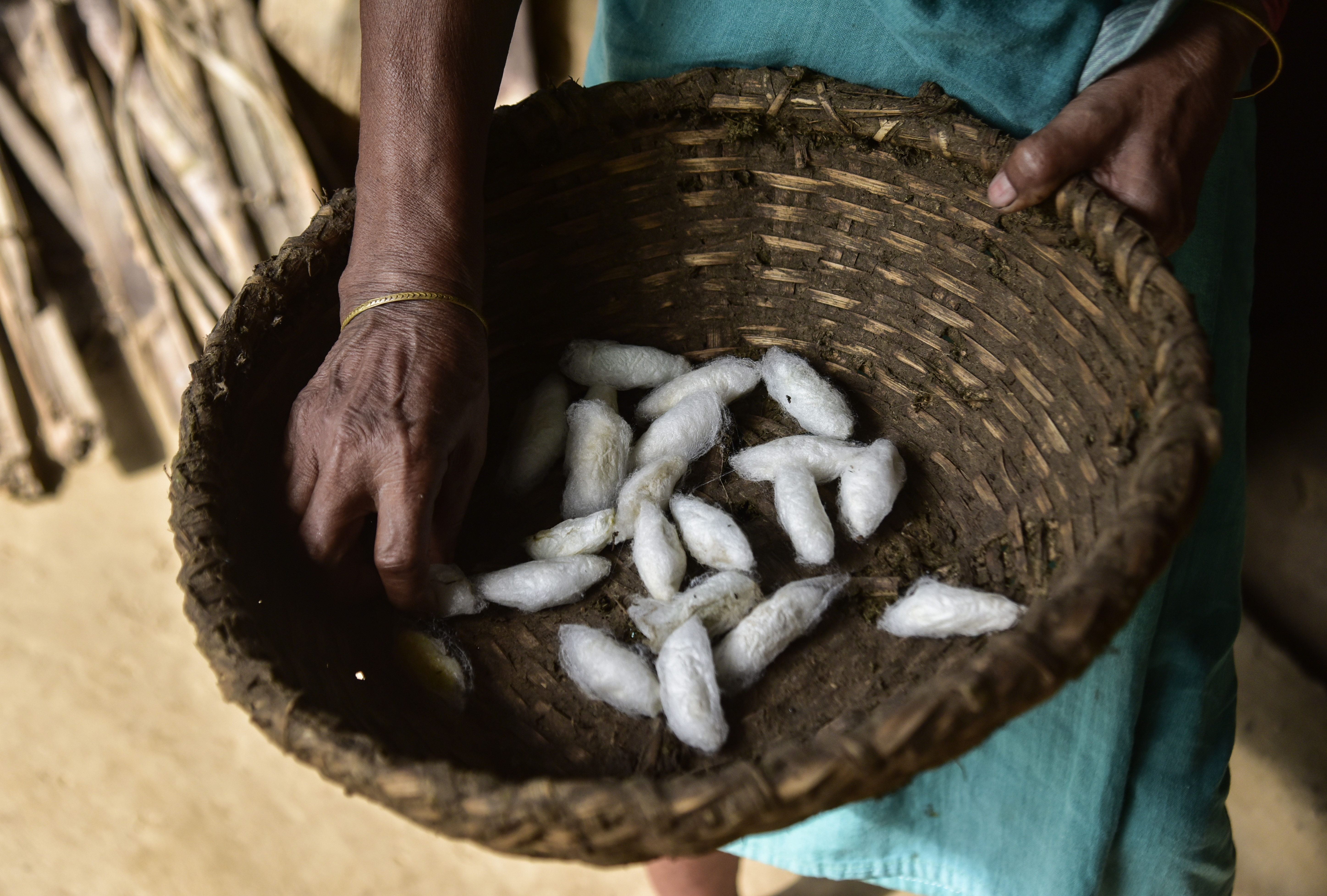 GUWAHATI, INDIA - JULY 21: A tribal woman takes care of her silkworm larvae as she feeds on castor leaves in her home at Rani village on the outskirt of Guwahati, India on July 21, 2022. India is the only country in the world that produces four varieties of silk using different species of silkworms named mulberry silkworm, oak tasar, eri, and muga silkworms. (Photo by David Talukdar/Anadolu Agency via Getty Images)