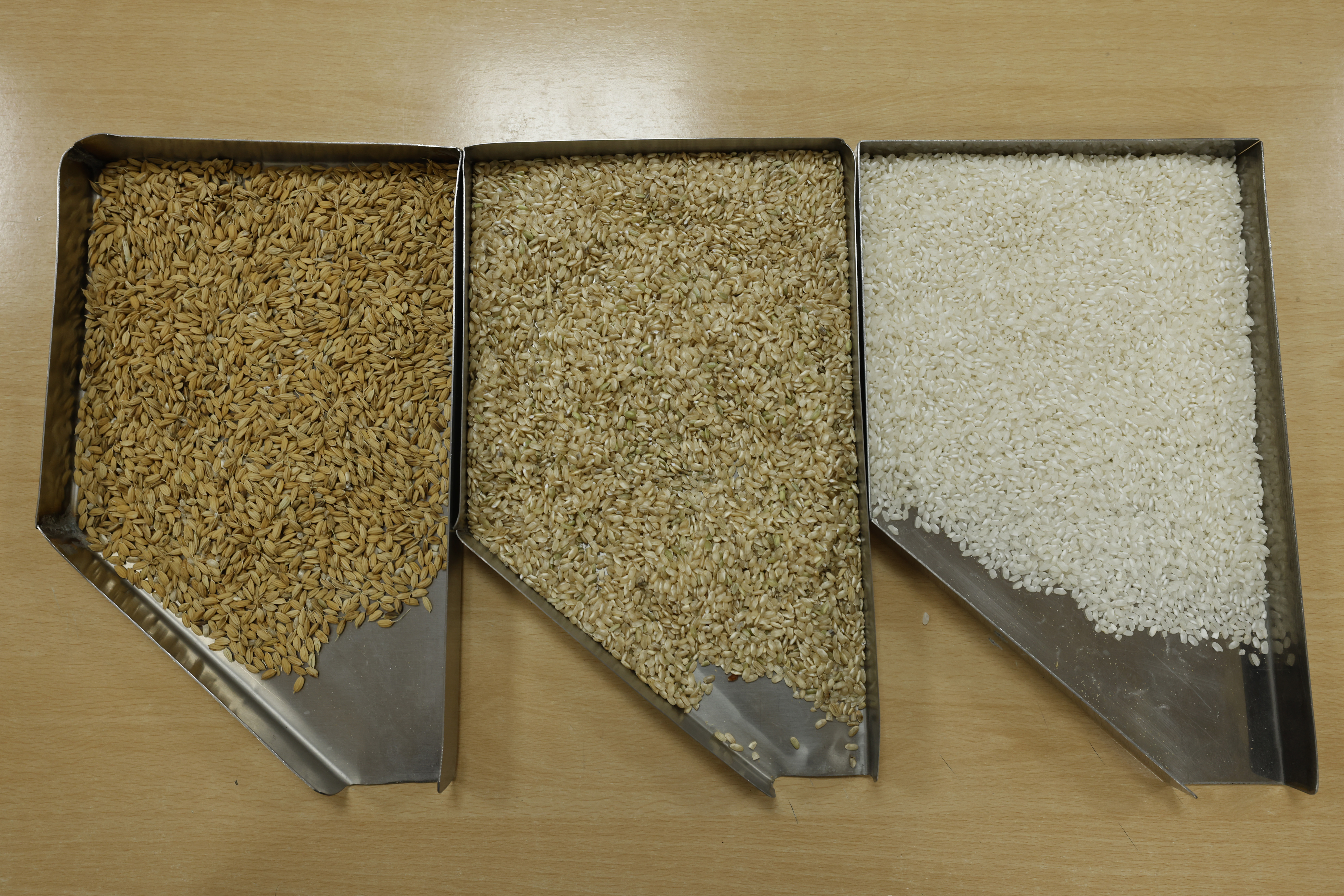 ISLA MAYOR, SPAIN - MAY 22: Rice sample in three different states in the laboratory of the Andalusian rice cooperative, Arrozua, on May 22, 2023 in Isla Mayor, Spain. An estimated 60 per cent of the Spanish countryside has been affected by drought, causing crop failures and food shortages. Seville in Andalusia, Southern Spain is the main rice growing region of the country. Andalusian agriculture is suffering from water shortages due to the meteorological drought caused by a lack of rainfall and high temperatures, creating a historic drought. In 2021 the surface planted was at 50%, within a year the area decreased to 30%, today, rice growing is not possible due to the lack of water. The rice market loss is estimated to be over 700 million euros, as well as the loss of thousands of jobs. (Photo by Marcelo del Pozo/Getty Images)