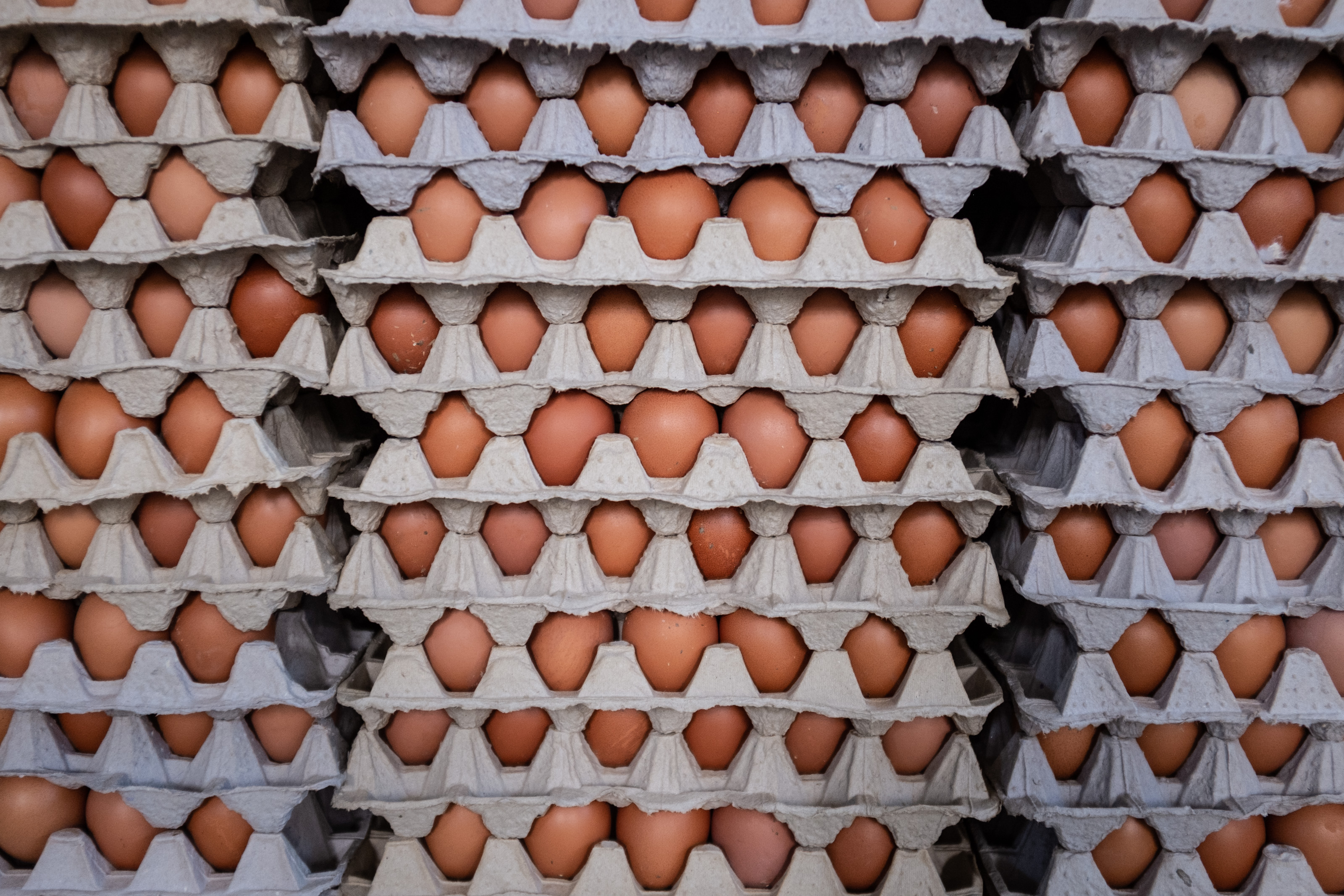 BANDIRMA, TURKEY - MAY 06: Packed eggs are seen at Aytekin chicken farm on on May 06, 2022 in Bandirma, Turkey. Inflation soared to nearly 70% (69.97%) over one year in April in Turkey, the highest since February 2002, according to official figures released on May 5. Egg prices in Turkey increased bu %178 in a year. (Photo by Burak Kara/Getty Images)