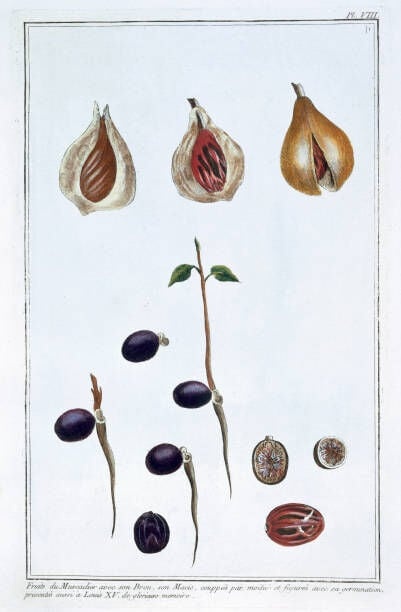 Nutmeg, c1751-1807. Plate 8 from Collection Precieuse at Enluminee Volume III, by Pierre Joseph Buchoz. Artist Pierre Joseph Buchoz. (Photo by Historica Graphica Collection/Heritage Images/Getty Images)