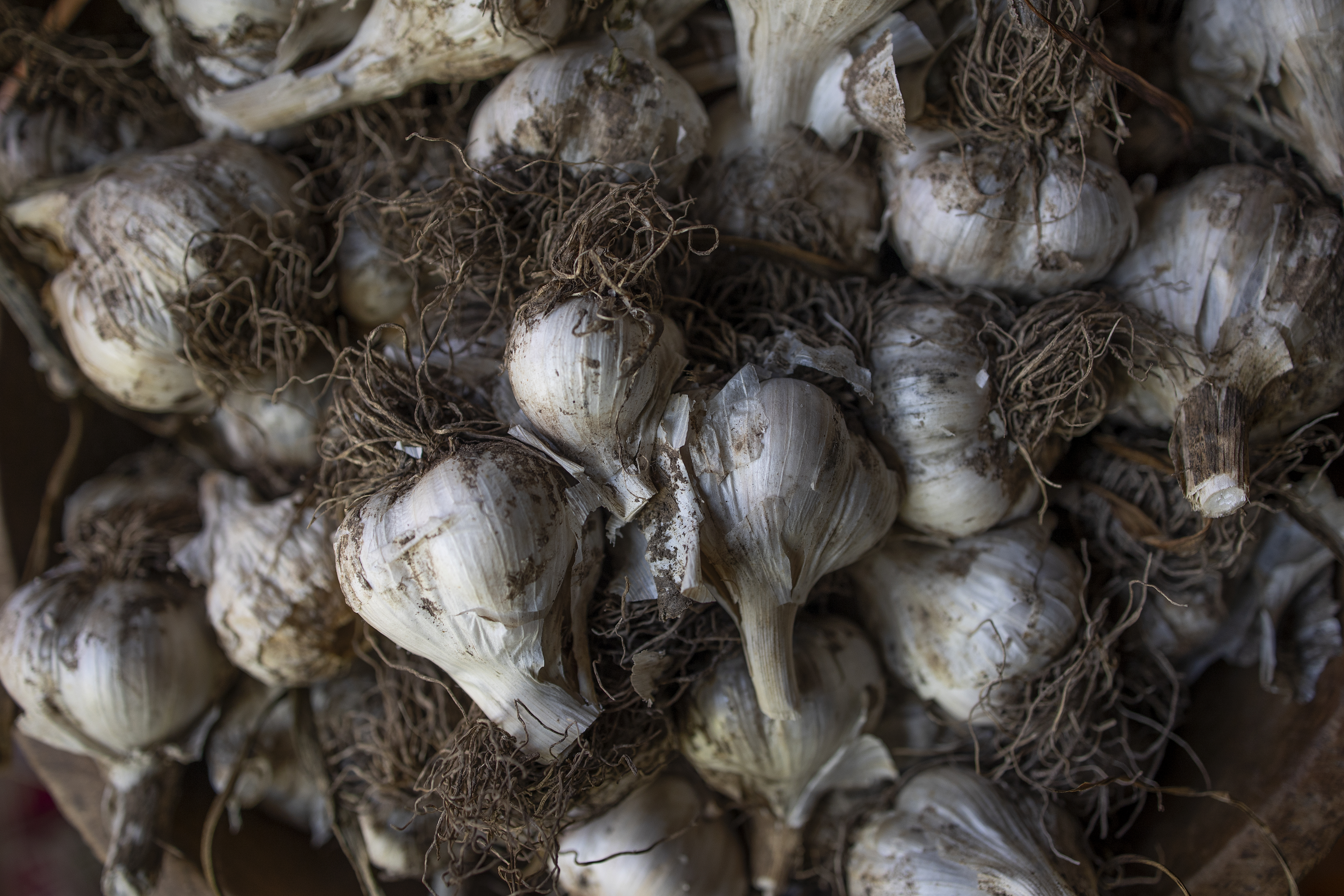 SULLIVAN COUNTY, NY. - OCTOBER 8: Garlic, recently harvested from a home garden, is collected for the kitchen on October 8, 2021 in the rural Sullivan County in New York State. (Photo by Andrew Lichtenstein/Corbis via Getty Images)