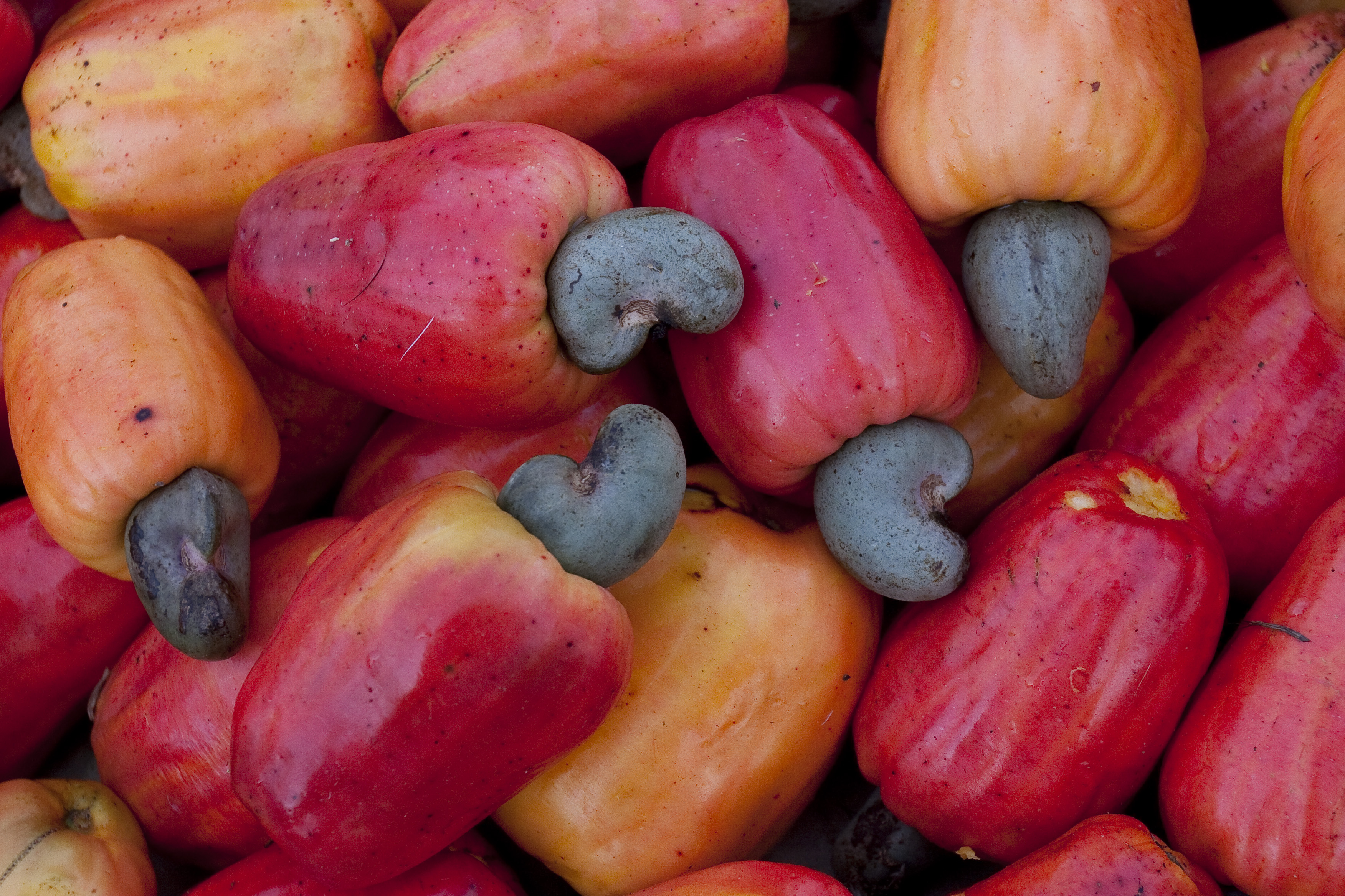 BELEM, PARA STATE, BRAZIL - 2008/03/18: Cashew for sale at open-air market in north Brazil. (Photo by Ricardo Beliel/Brazil Photos/LightRocket via Getty Images)
