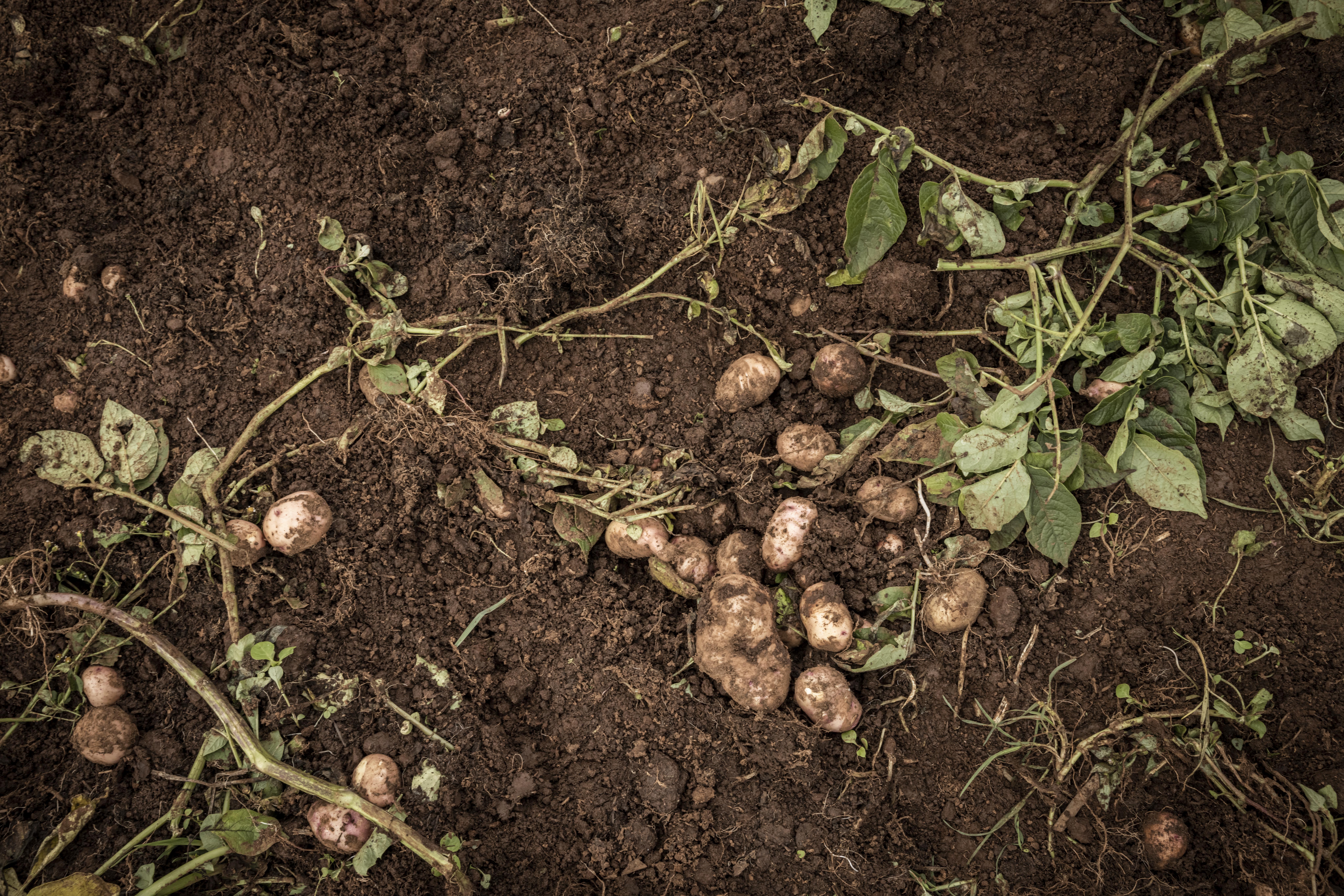 CHAGAIYA, KENYA - AUGUST 13: Potatoes lie on the floor as farmers harvest their crop early as they prepare to leave Chagaiya village after houses of some residents were burned down after the election, August 13, 2022 in Uasin Gishu county, Kenya. On August 9, 65% of 22.1 million eligible voters in Kenya voted six times to determine the political future of their country, a tight race was announced between presidential candidates Raila Odinga, 77 years-old, a veteran of the opposition, and William Ruto, 55 years-old, Kenya