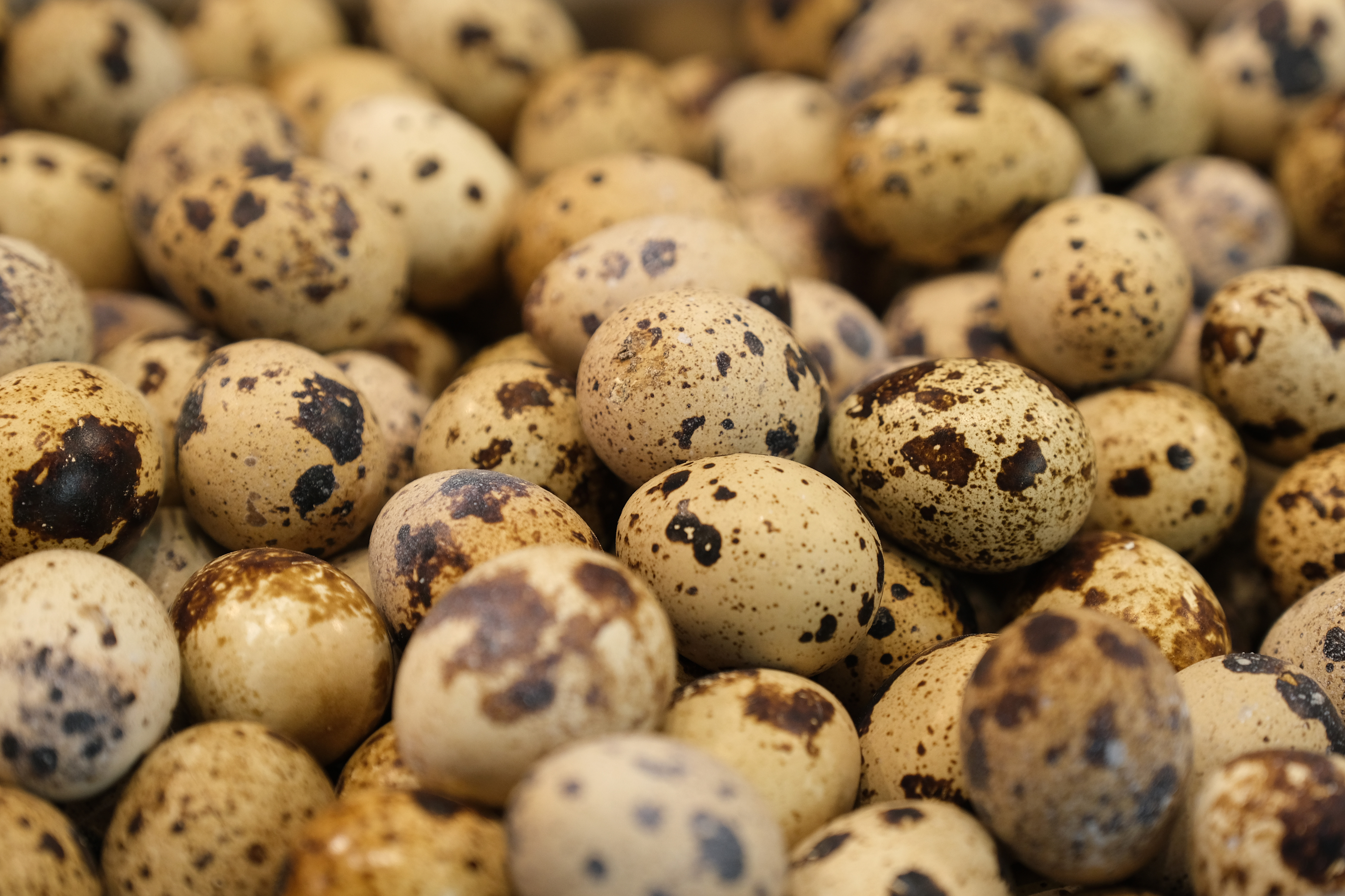 BERLIN, GERMANY - JANUARY 17: Quail eggs lie on display at the Green Week (Grüne Woche) agricultural trade fair on January 17, 2020 in Berlin, Germany. Green Week will be open to the public from January 17-26.  (Photo by Sean Gallup/Getty Images)