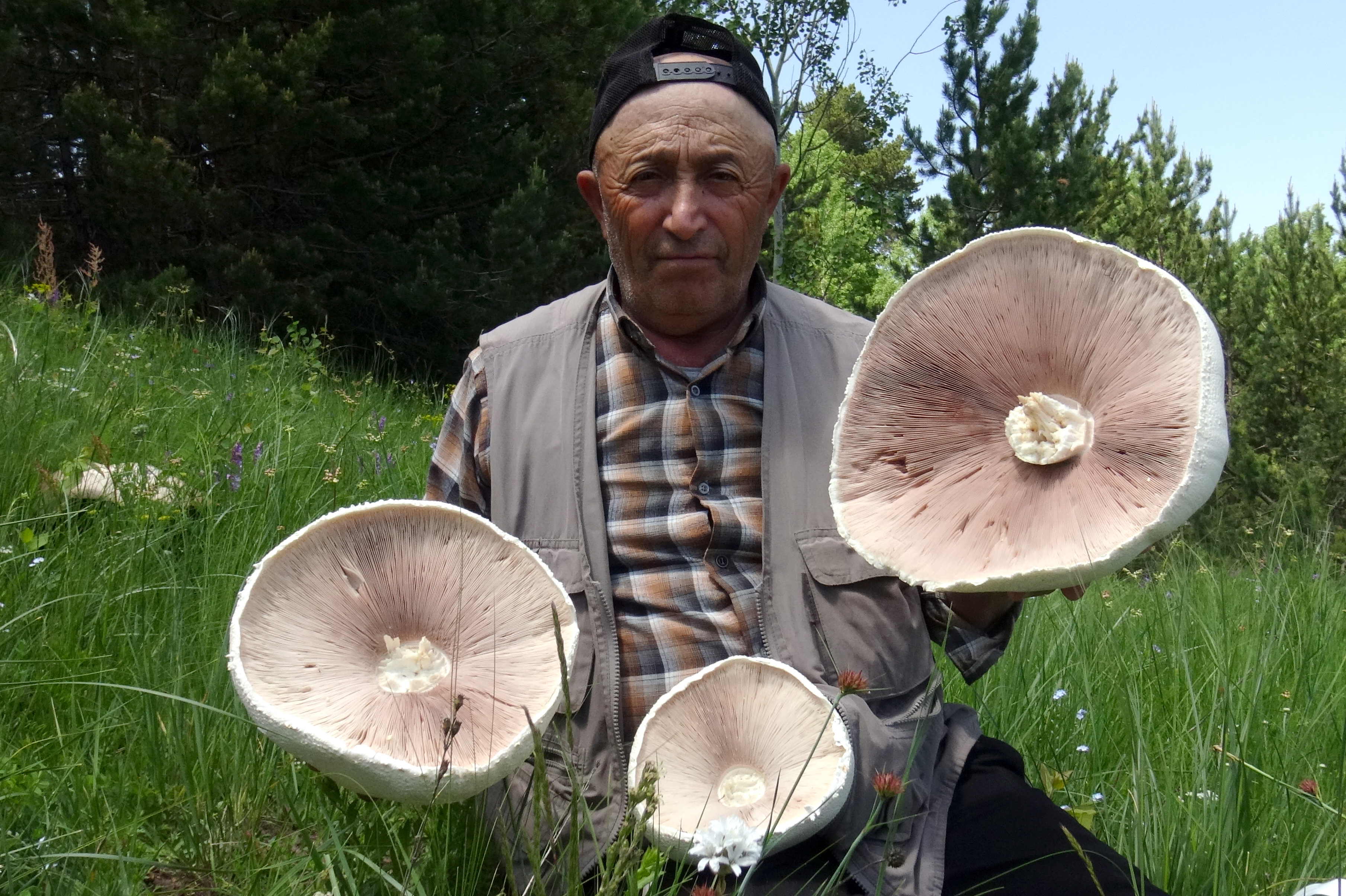KARS, TURKIYE - JUNE 19: A man is seen with giant mushrooms he collected after the long downpour in Sarikamis district of Kars, Turkiye on June 19, 2022. (Photo by Huseyin Demirci/Anadolu Agency via Getty Images)