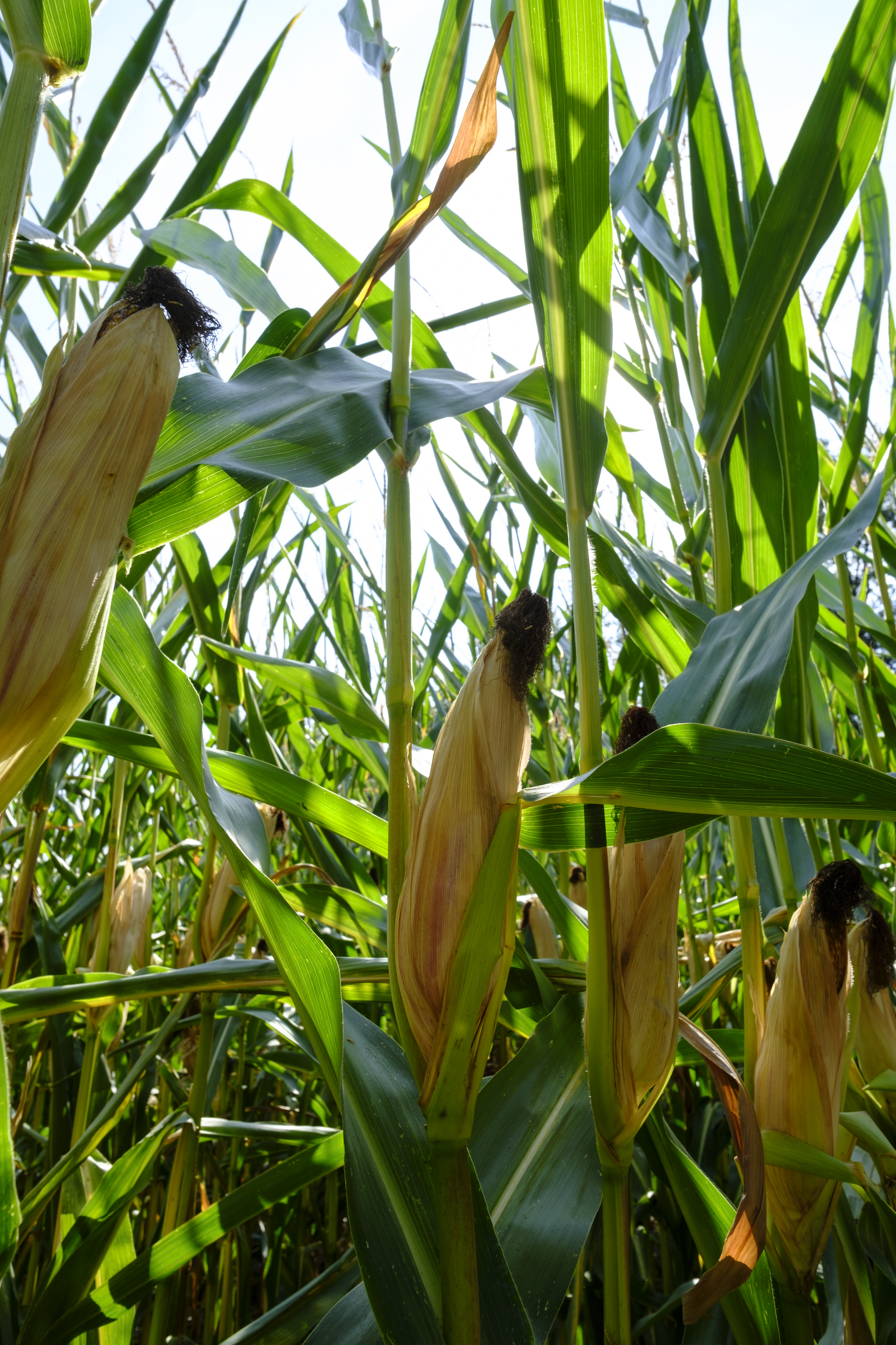 OOSTERBEEK, NETERLANDS - AUGUST 23: Corn field is seen during a heatwave on August 23, 2022 in Oosterbeek Zuidoost, Netherlands. Cracked earth, drying up riverbeds, withering crops, Europe