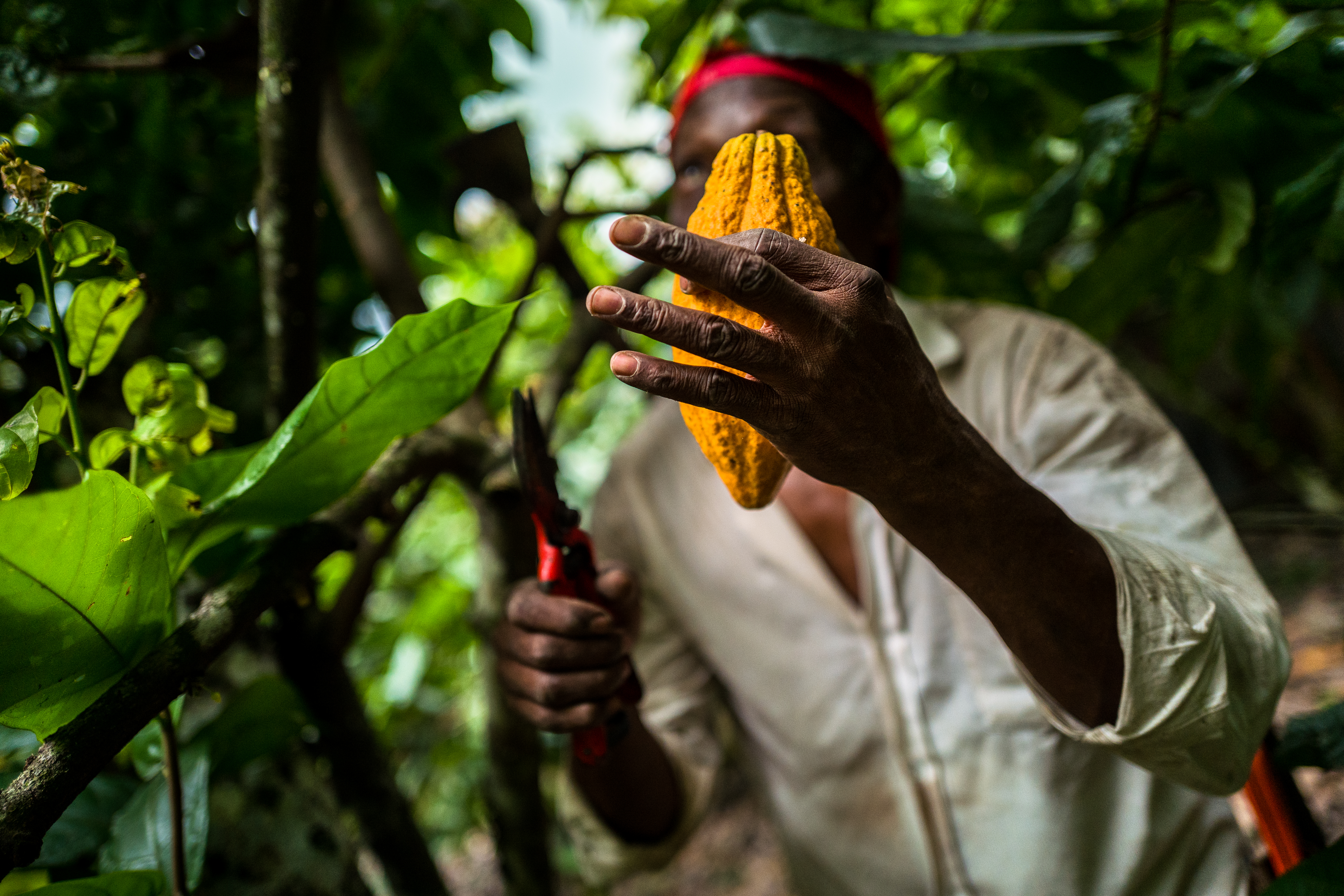 CUERNAVACA, COLOMBIA - DECEMBER 01: An Afro-Colombian farmer cuts cacao pods from a tree during a harvest on a traditional cacao farm on December 1, 2021 in Cuernavaca, Colombia. Colombian cacao production is mainly focused on the domestic market, as demand for drinking chocolate plays a key role. With the worldwide growth in the popularity of chocolate and as a way of Colombian economic revival after years of conflict, Colombian farmers are gradually increasing their cacao production and export by growing cocoa trees on small mixed crop farms and working according to the principles of sustainability. (Photo by Jan Sochor/Getty Images)