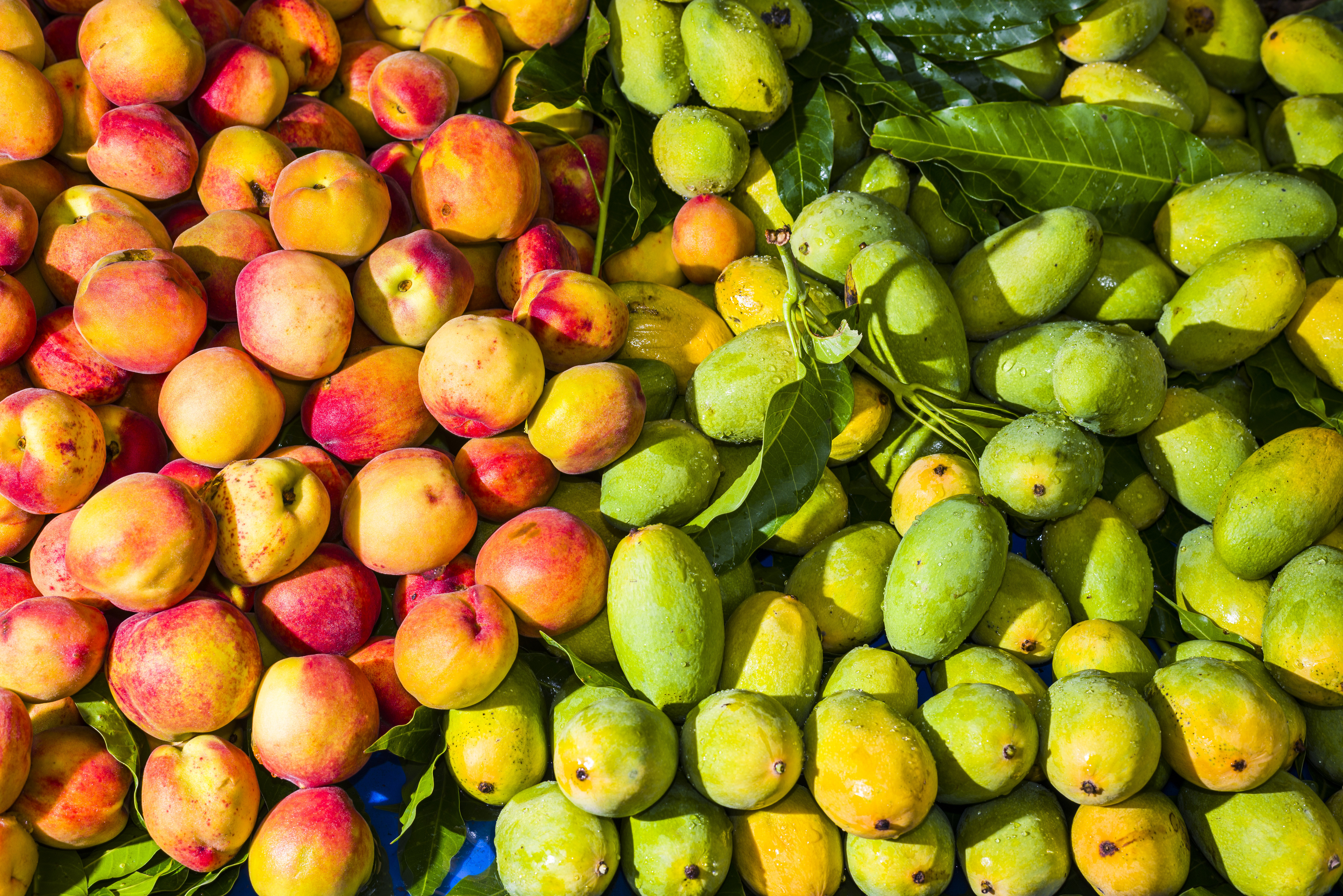 RISHIKESH, UTTARAKHAND, INDIA - 2015/06/14: Fresh mangoes and peaches are arranged for sale in the fruit market. (Photo by Frank Bienewald/LightRocket via Getty Images)