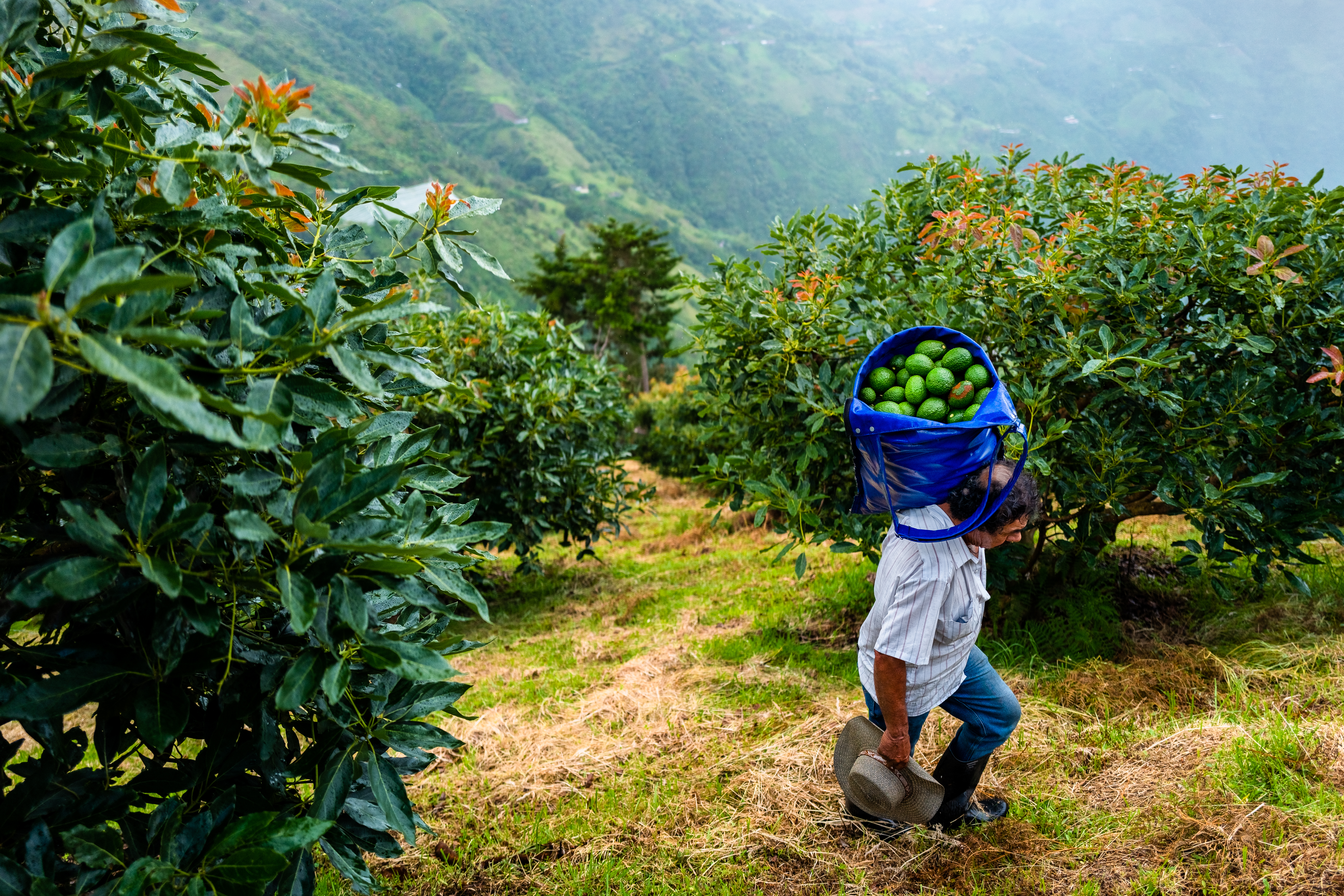 MEDELLIN, COLOMBIA - NOVEMBER 21: A Colombian farm worker carries a bag of avocados during a harvest at a plantation on November 21, 2019 near Medellín, Colombia. Colombian avocado industry has experienced a massive growth over the past decade, due to the economic development in Colombia and the increased global demand for