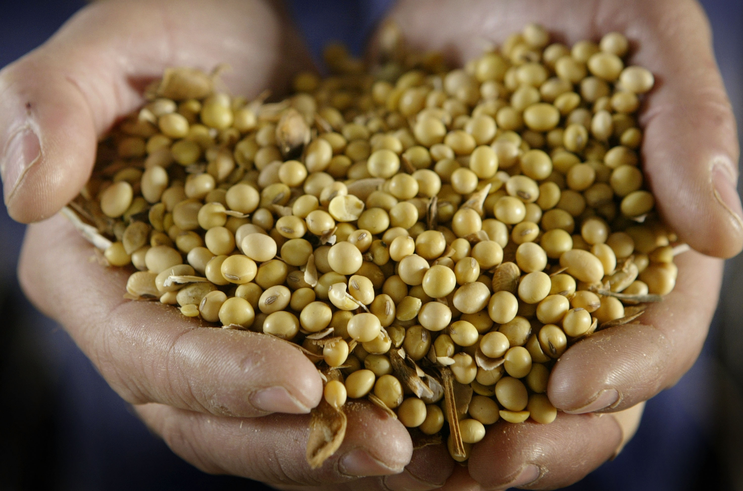 SOUTH BELOIT, IL - OCTOBER 9:  John Handy displays a handful of GMO (genetically modified organism) Roundup Ready soybeans brought in by a farmer to the Demeter grain elevator October 9, 2003 in South Beloit, Illinois. The elevator tests beans to determine if they are a GMO or non-GMO crop. The elevator pays a premium for non-GMO crops that are often exported to Japan and can be used in food products. To verify the GMO status the elevator keeps on file a test strip and a sample from each truckload of beans it buys from farmers.  (Photo by Scott Olson/Getty Images)
