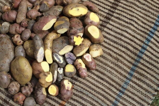PISAC, PERU - JUNE 22: In this photo illustration a variety of native potatoes sit on a traditional Andean blanket on June 22, 2022 in Pisac, Peru. The Potato Park is a unique seed bank located in the Sacred Valley of the Incas near Pisac, an hour drive northeast from the tourist city of Cusco. It is the central point of the Andean highlands and a Mecca for potato growers. The area houses the richest diversity of potatoes on the planet, with over 1,400 native types of all shapes, sizes, textures, colors and flavors. It also preserves the ancient Inca tradition and philosophy of cultivating tubers. Quechua farmers continue to plant in terraces divided in vertical levels with different altitudes (from 3,400 to 4,900 meters)  to guarantee biodiversity of potatoes but also maize, beans and quinoa.  It is run by six local communities of nearly 7,000 villagers, including the Papa Arariwa or Guardians of the Potato. As climate change threatens and soil degradation intensifies, Potato Park plays a key role in guaranteeing crop resilience. (Photo by Leonardo Fernandez/Getty Images)