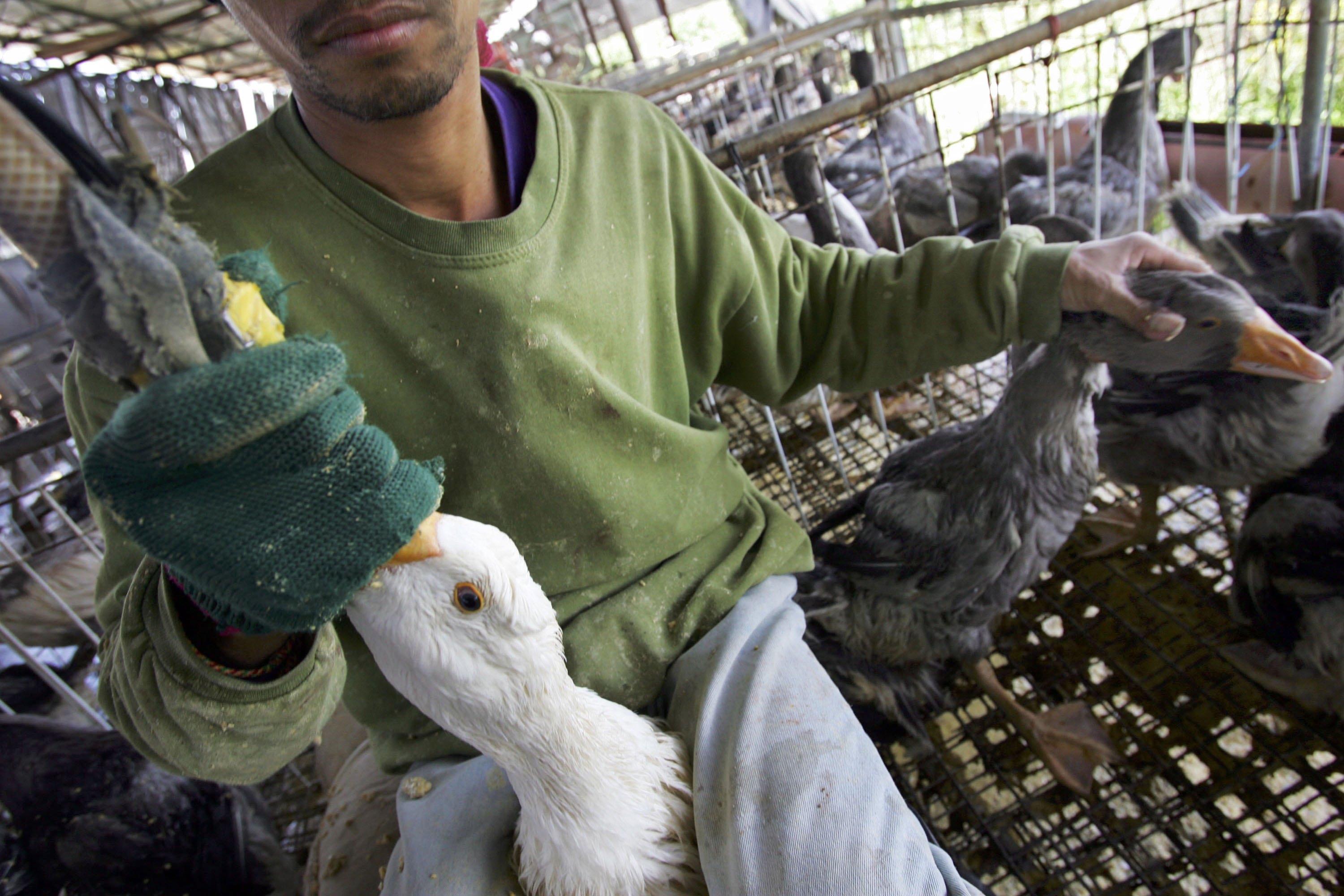 MOSHAV AZARYA, ISRAEL - MARCH 23:  A farm hand uses a tube and a pneumatic pump to force-feed a goose with enriched corn meal to enlarge its liver at Israeli farmer