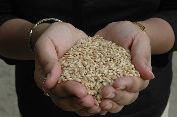 India is forging ahead with biotechnology. Secrets of these golden grains of wheat deciphered a break through which will help breed better varieties. An unprecedented global collaboration scientists from 15 countries have worked together to unravel the best ever genetic sequence of the wheat plant, this will help in precision breeding of higher yielding varieties, getting more crop per drop. This wonder plant wheat feeds almost a third of the world population and globally it is cultivated in ove (Photo by Pallava Bagla/Corbis via Getty Images)