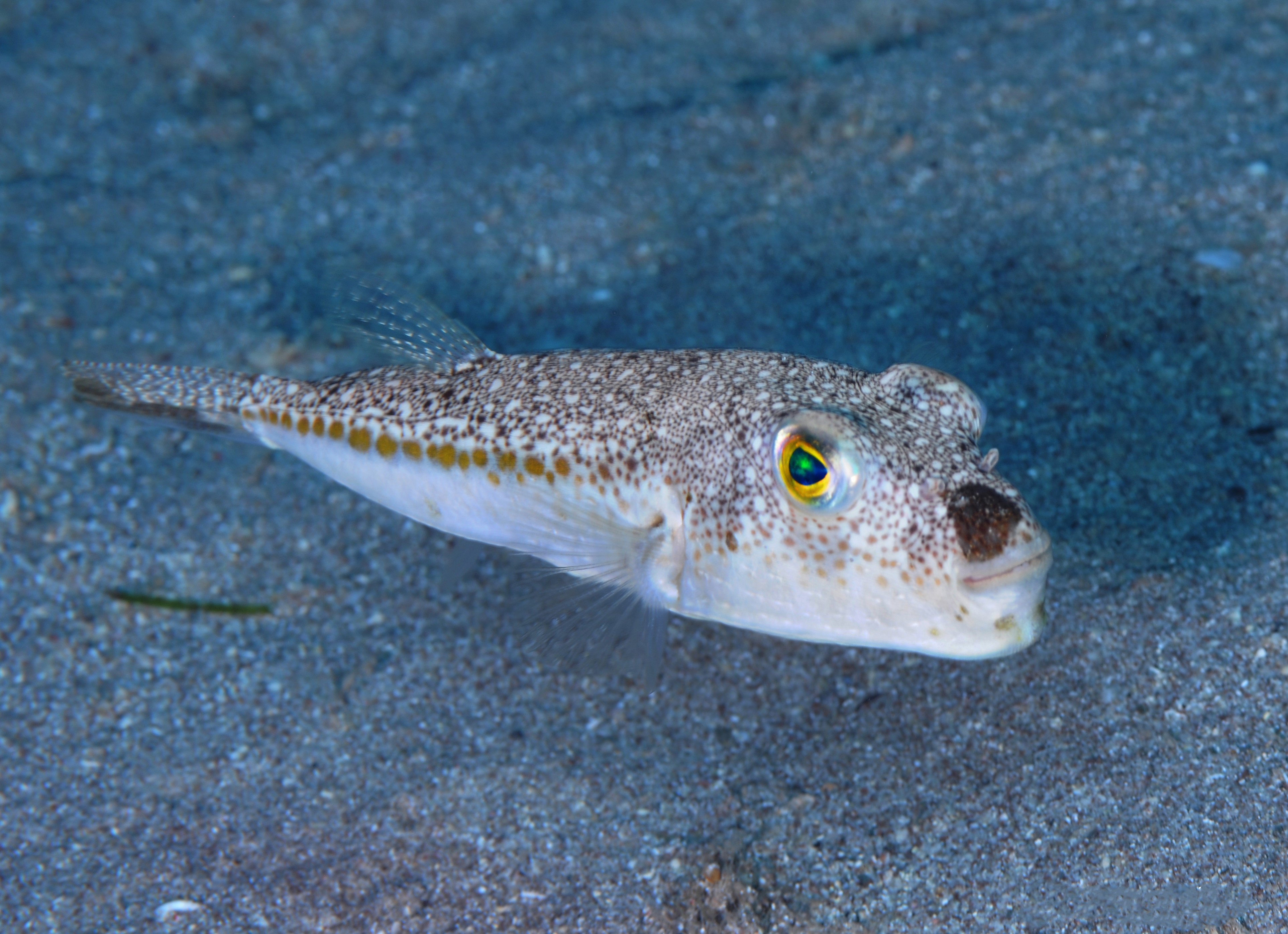 ISTANBUL, TURKEY - NOVEMBER 20: A pufferfish, also known as Blunthead Puffer and is considered the second most poisonous vertebrate on Earth, is seen in Istanbul, Turkey on November 20, 2019. (Photo by Ozge Elif Kizil/Anadolu Agency via Getty Images)