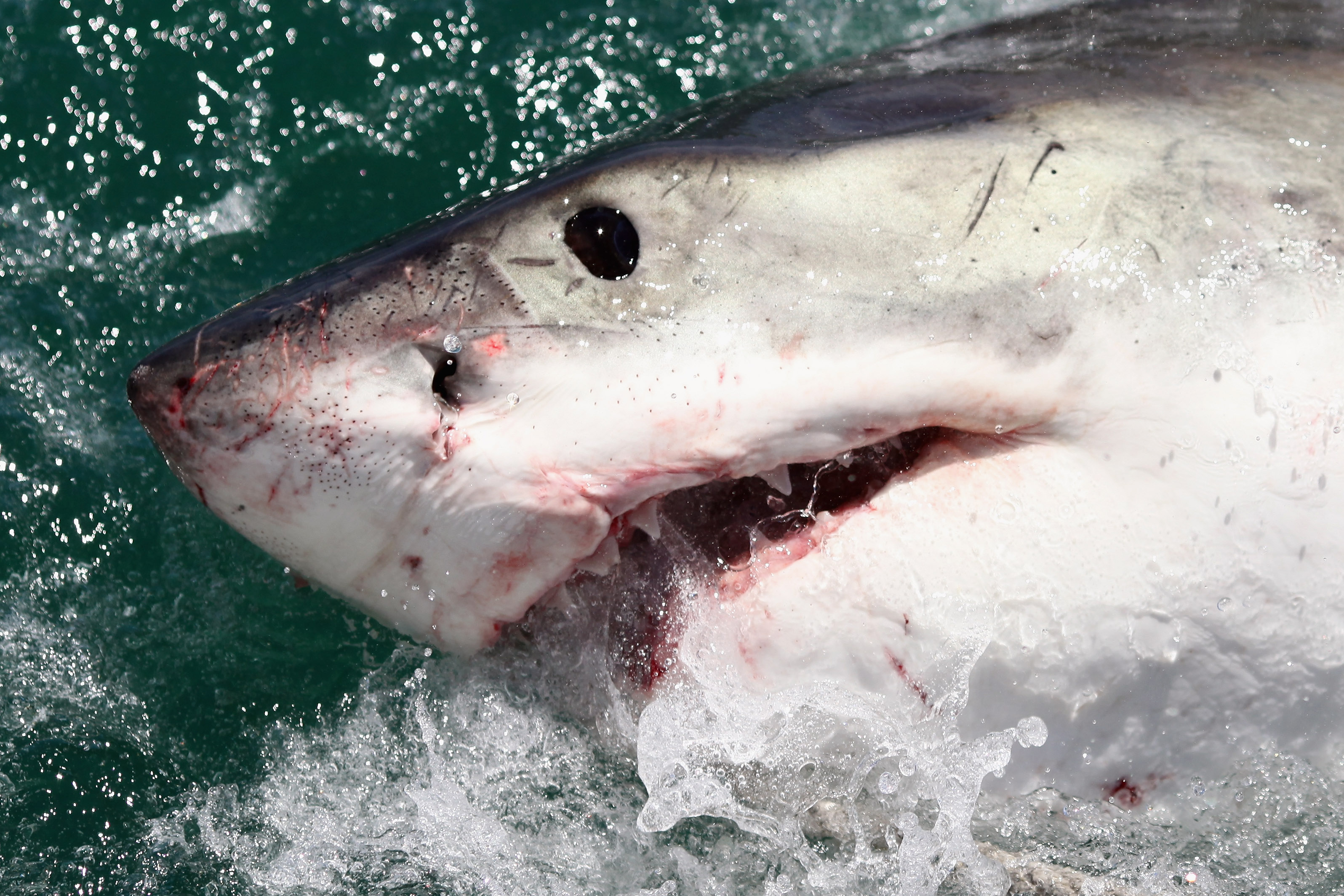 GANSBAAI, SOUTH AFRICA - OCTOBER 19:  A Great White Shark is attracted by a lure on the