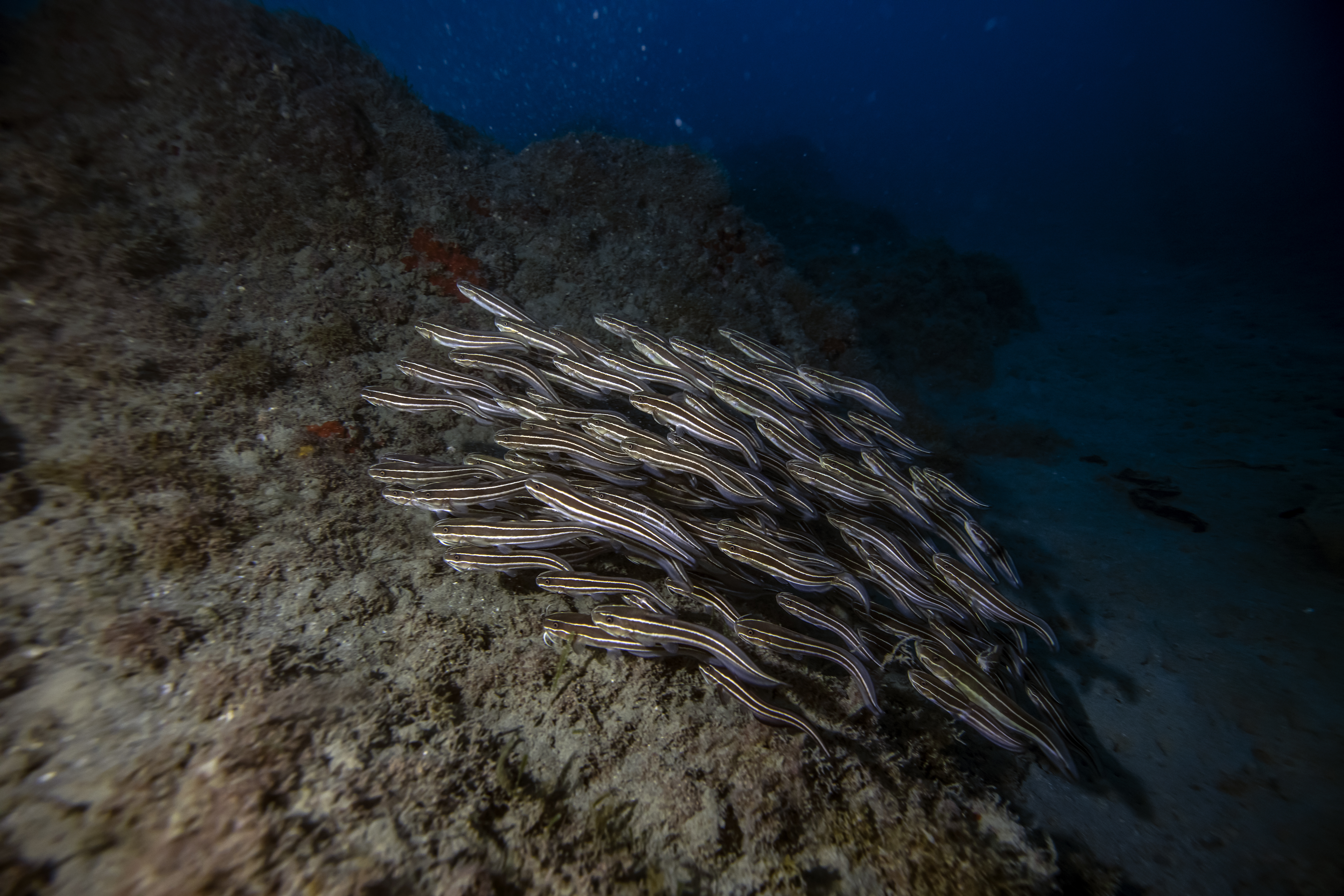 HATAY, TURKIYE - DECEMBER 02: Catfishes are seen on the ocean floor during the awareness dive of Sahika Ercumen, United Nations Development Program (UNDP) Turkiye 