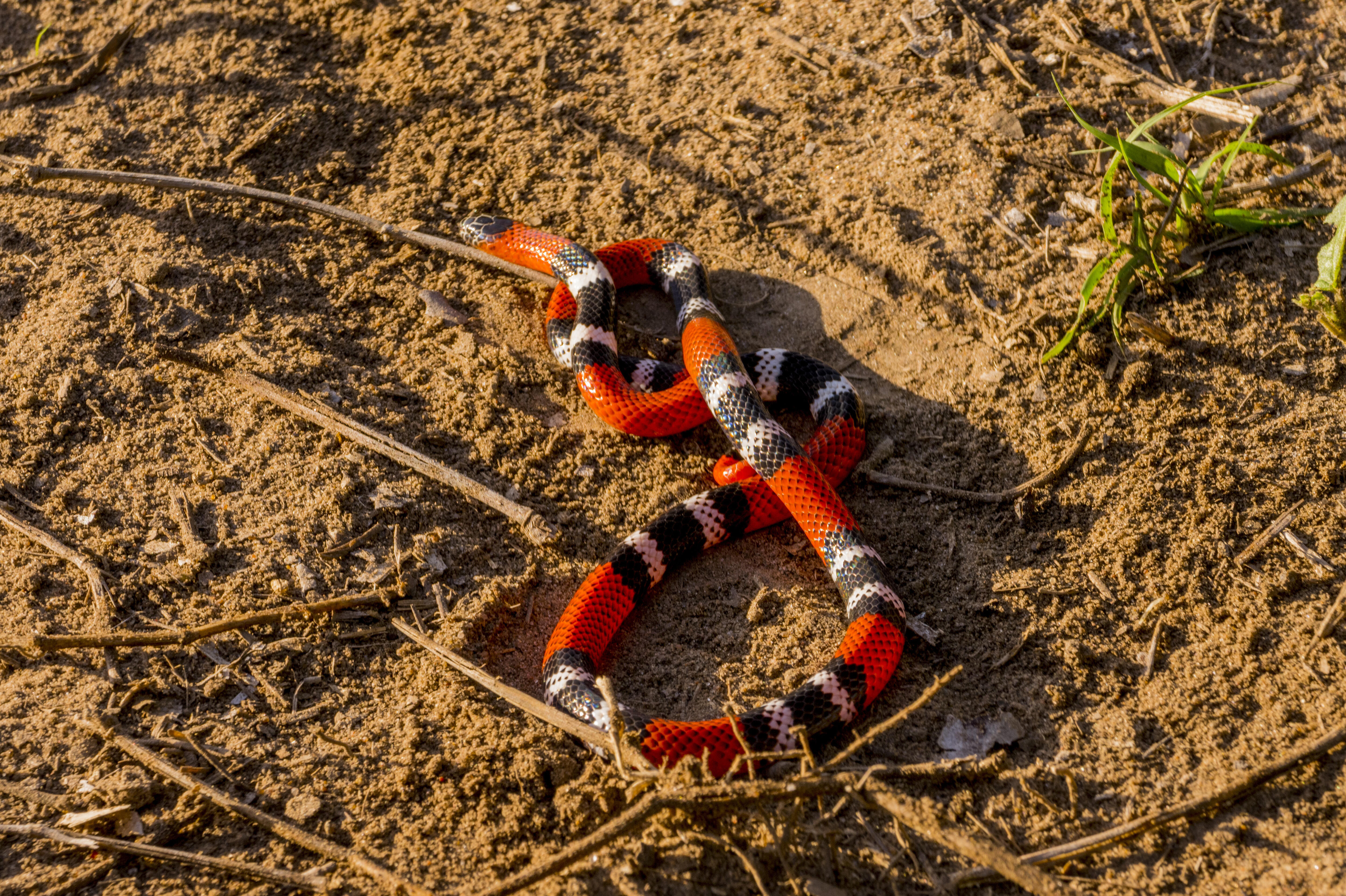 PANTANAL, BRAZIL - 2022/06/22: A coral snake in a field near the Aguape Lodge in the Southern Pantanal, Mato Grosso do Sul, Brazil. (Photo by Wolfgang Kaehler/LightRocket via Getty Images)
