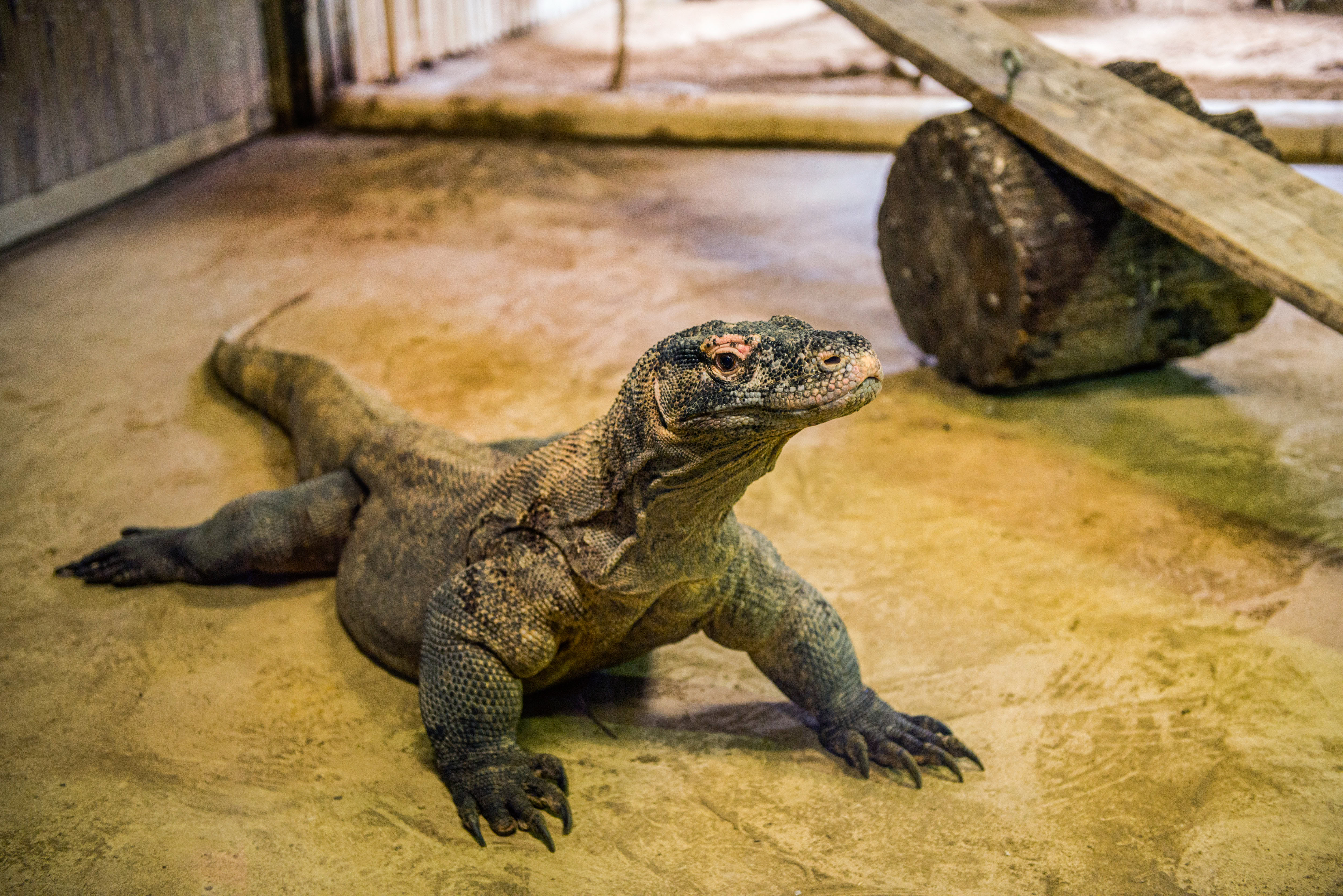 NYIREGYHAZA, HUNGARY - 2021/07/16: The largest lizard of the world, the Komodo dragon seen at the Nyiregyhaza Animal Park.
The Nyiregyhaza Zoo (Nyiregyhazi Allatpark and Animal Park of Nyiregyhaza, also known as Sosto Zoo) lies in a natural, almost untouched birch forest in the north east of Hungary next to Nyiregyhaza city. Nyiregyhaza Zoo is located about five kilometers from the Sosto resort area, where people can relax with a beach bath, village museum and a park. In the 30-hectare area of the zoo, the visitors find themselves in continents, so that one that enters can walk along them to observe how the animals live in certain parts of the world. (Photo by Attila Husejnow/SOPA Images/LightRocket via Getty Images)