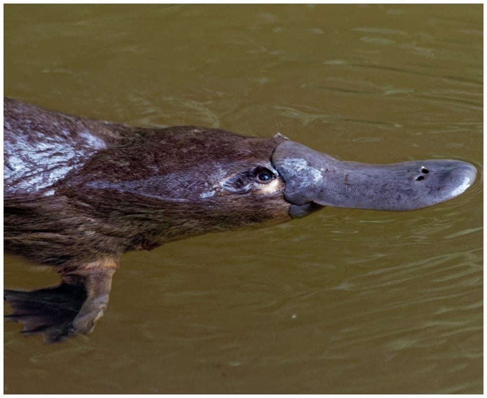 SYDNEY, AUSTRALIA - JUNE 09: A platypus receives a health check at Taronga Zoo on June 09, 2021 in Sydney, Australia. RSPCA NSW has donated $600,000 to fund a new Platypus Rescue and Rehabilitation Centre at Taronga Zoo. While not officially listed as a threatened species, new research suggests the platypus could be on the brink of extinction due to damaged waterways, land clearing and climate change. (Photo by Mark Metcalfe/Getty Images)